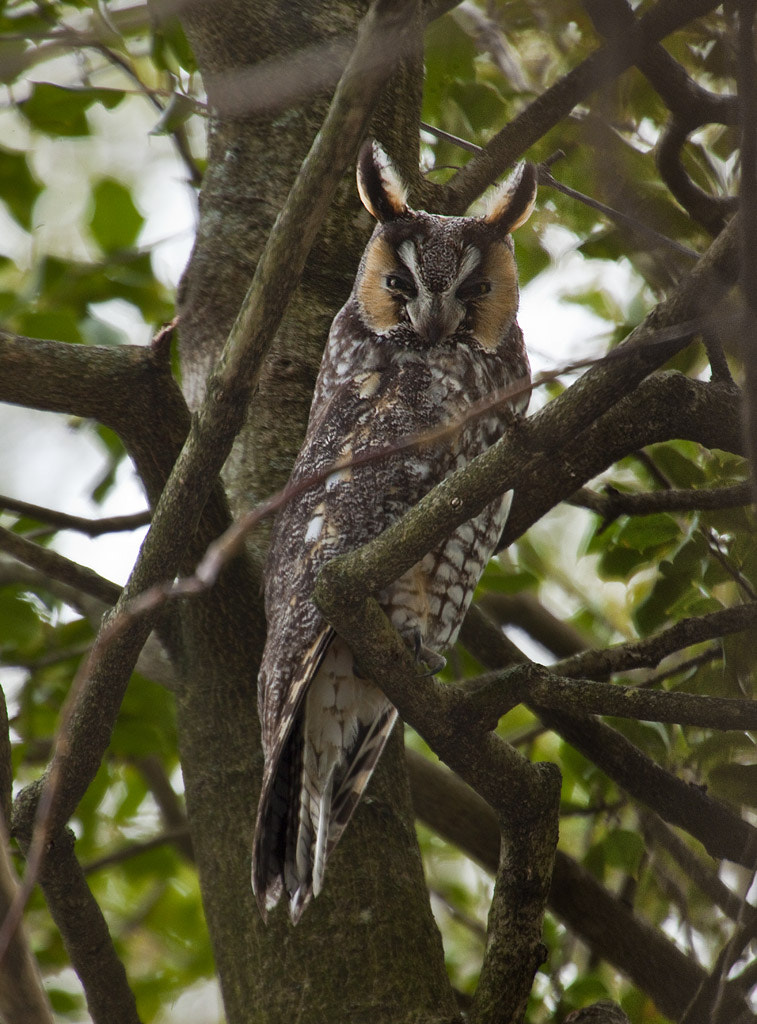 Canon EOS 5D Mark II sample photo. Long eared owl, greenwich, ct, 2017 photography