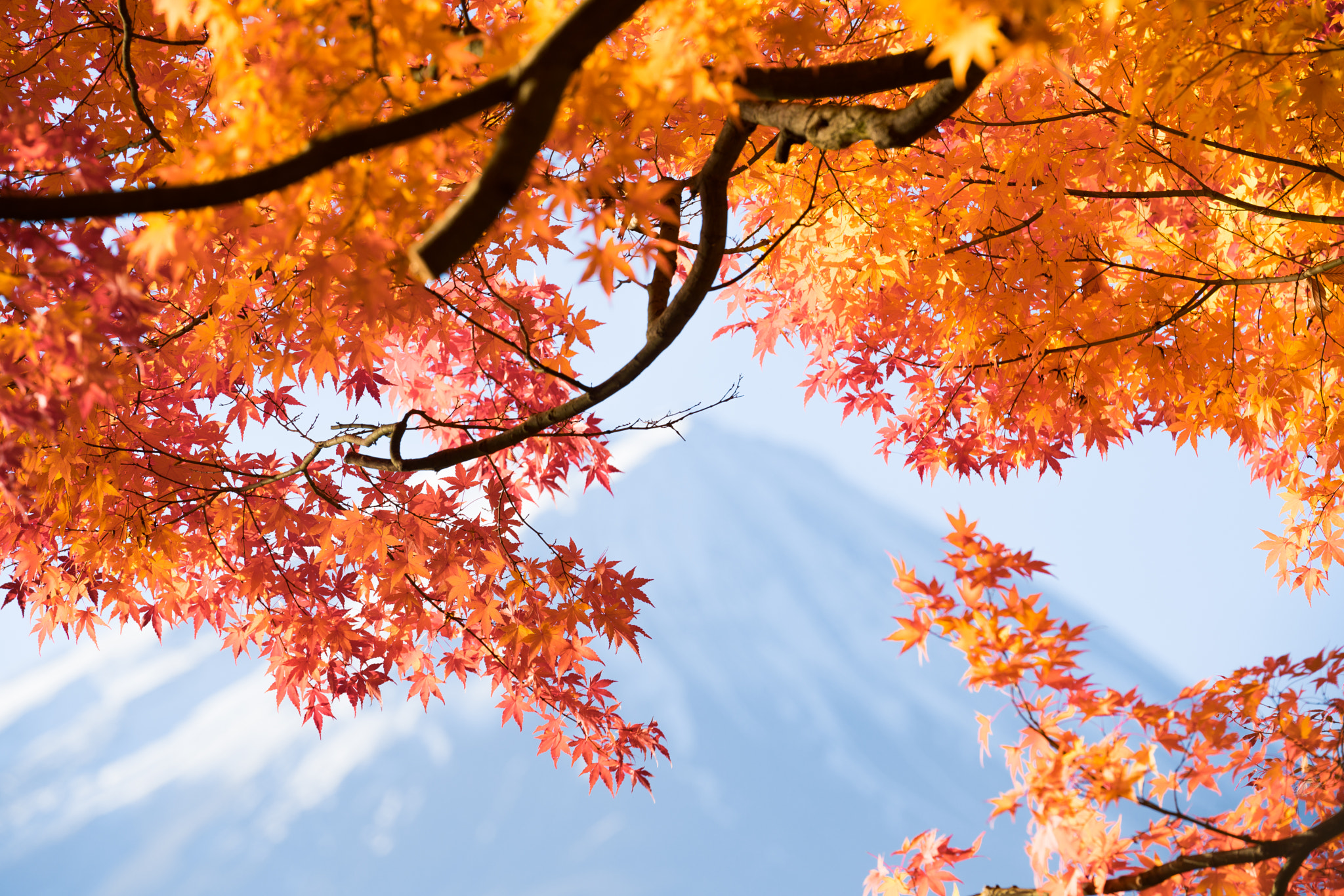 Sony FE 70-200mm F2.8 GM OSS sample photo. Red maple leaves mount fuji photography