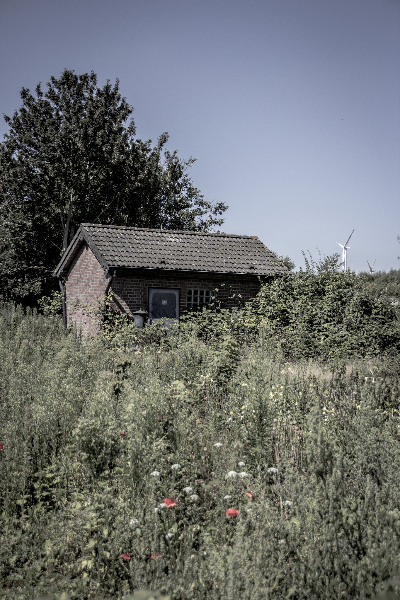 Sigma 18-250mm F3.5-6.3 DC OS HSM sample photo. Forgotten cabin photography
