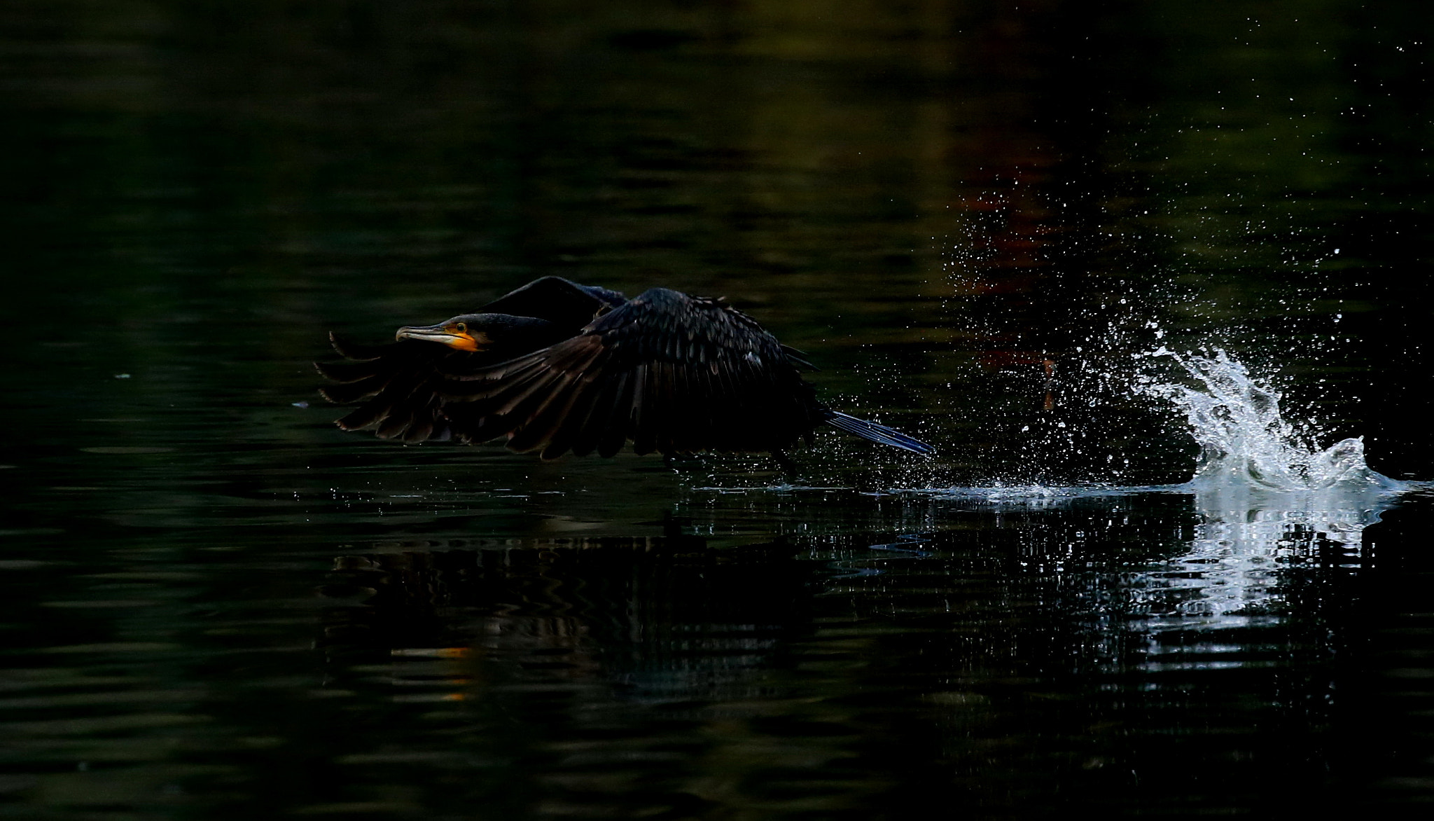 Canon EOS-1D X sample photo. Take off photography