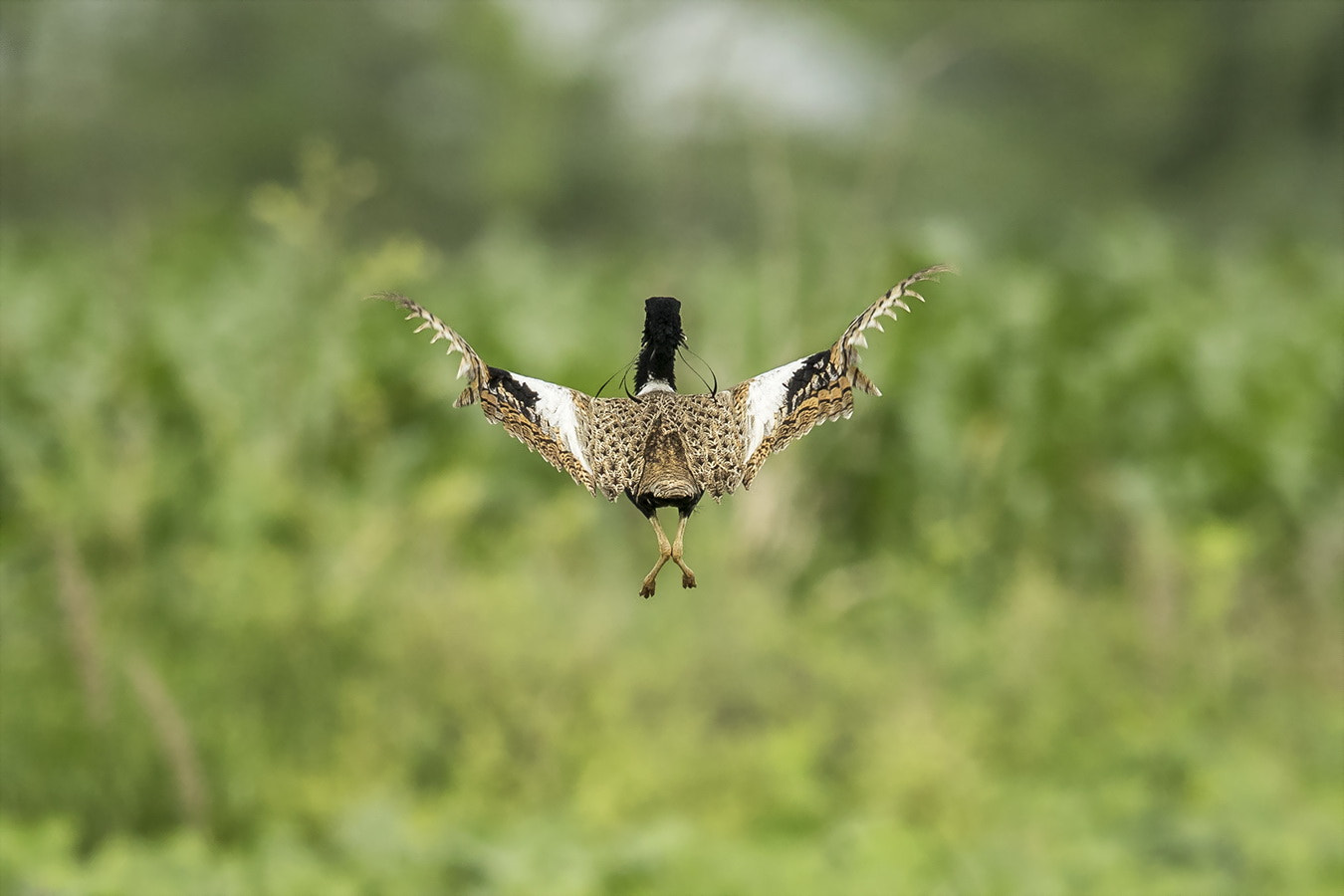 Canon EF 600mm F4L IS II USM sample photo. Lesser florican photography