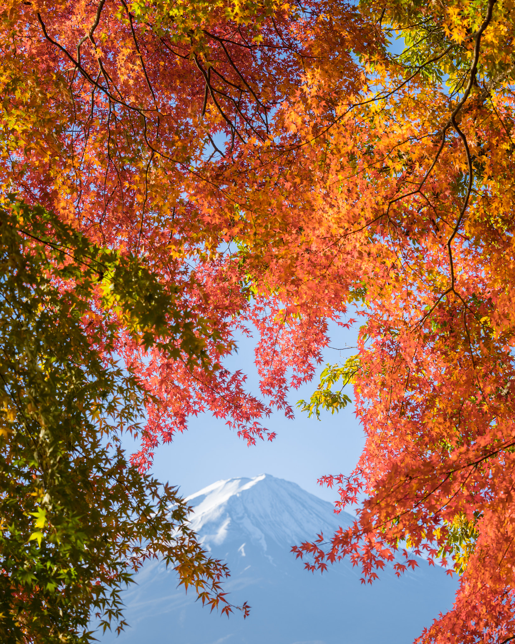 Sony a7R II + Sony FE 70-200mm F2.8 GM OSS sample photo. Red maple leaves mount fuji photography