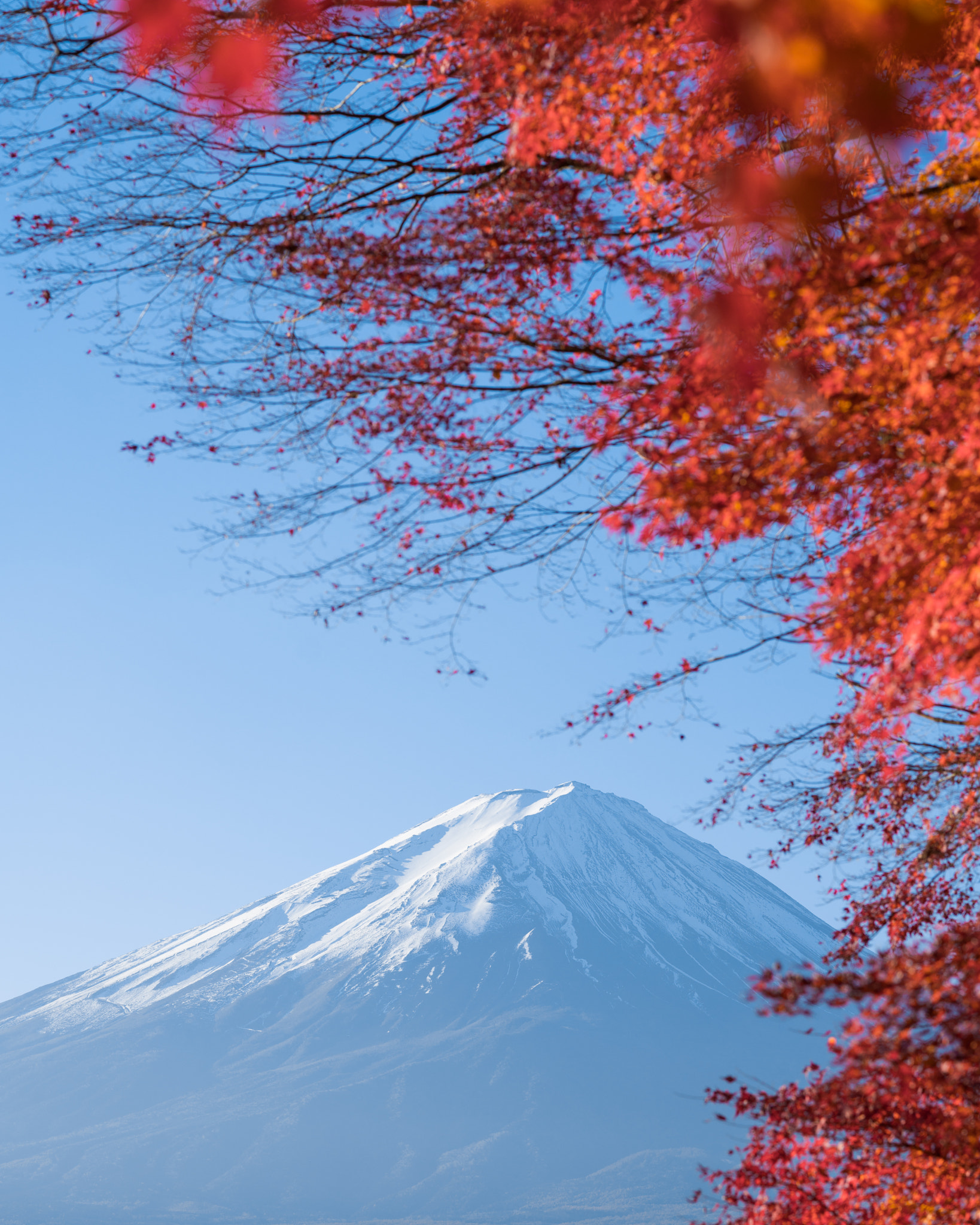 Sony a7R II + Sony FE 85mm F1.4 GM sample photo. Red maple leaves mount fuji photography