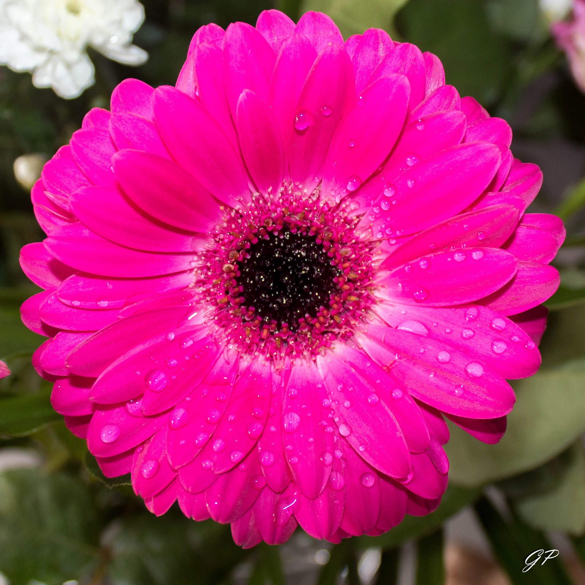 Canon EF-S 18-55mm F3.5-5.6 III sample photo. Img photography
