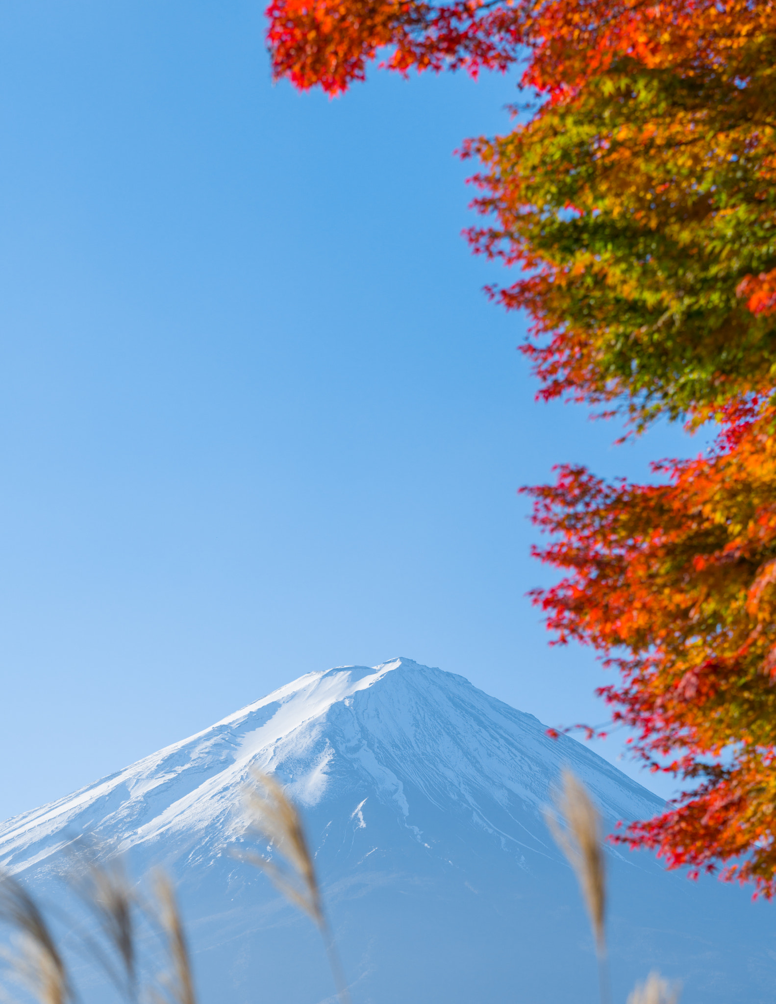 Sony a7R II + Sony FE 70-200mm F2.8 GM OSS sample photo. Red maple leaves mount fuji photography