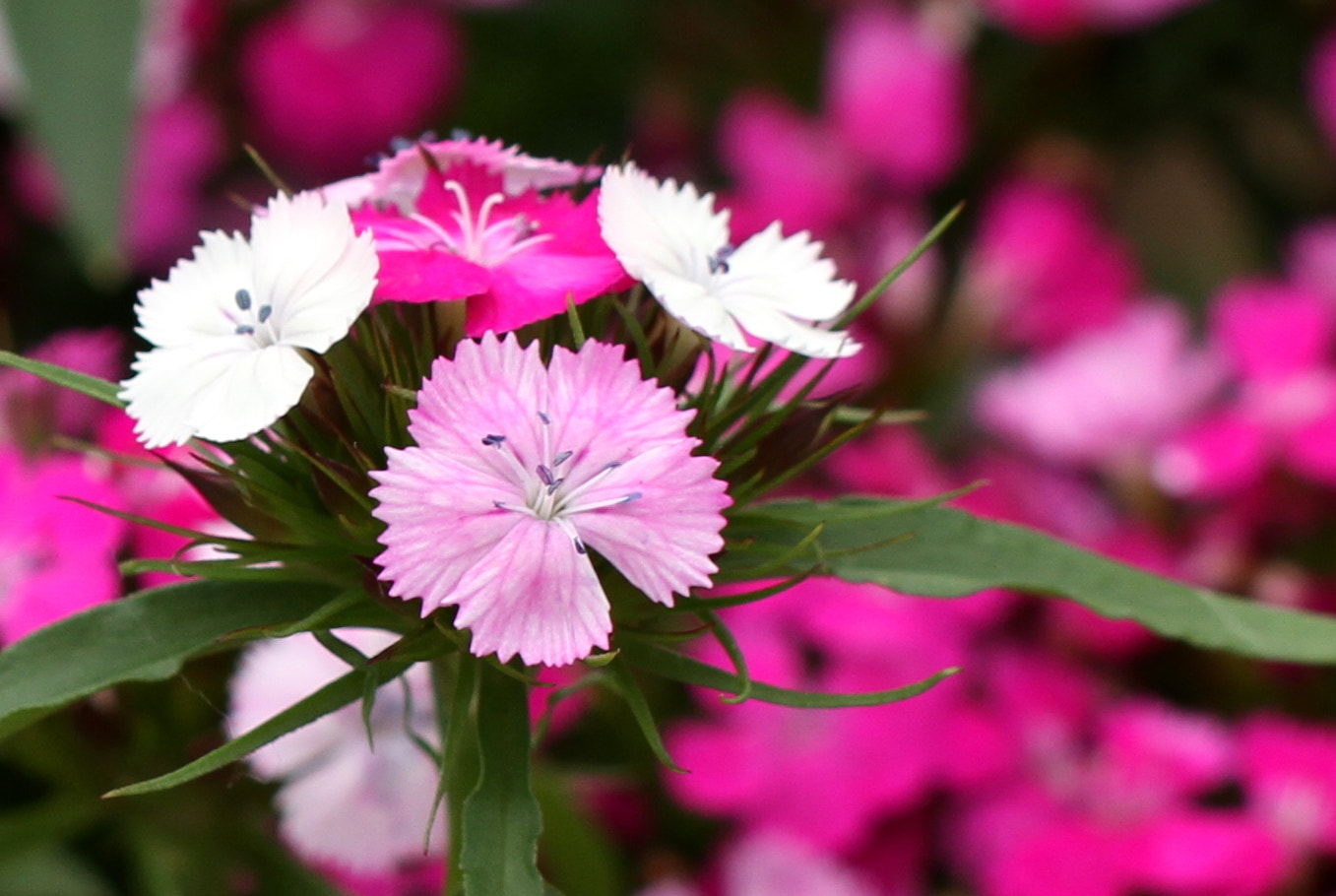 Tamron SP AF 60mm F2 Di II LD IF Macro sample photo. Little white and pink flowers photography