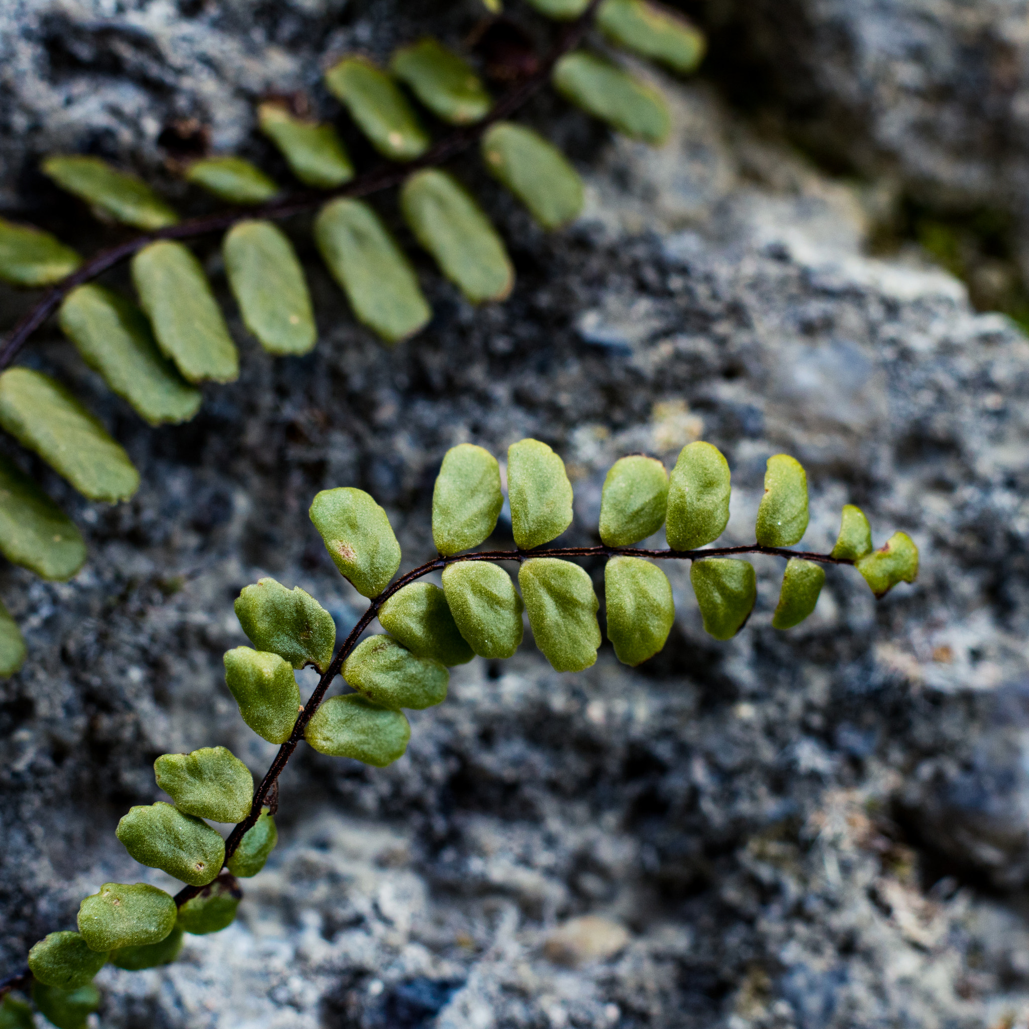 Canon EOS 760D (EOS Rebel T6s / EOS 8000D) sample photo. Macro fern photography