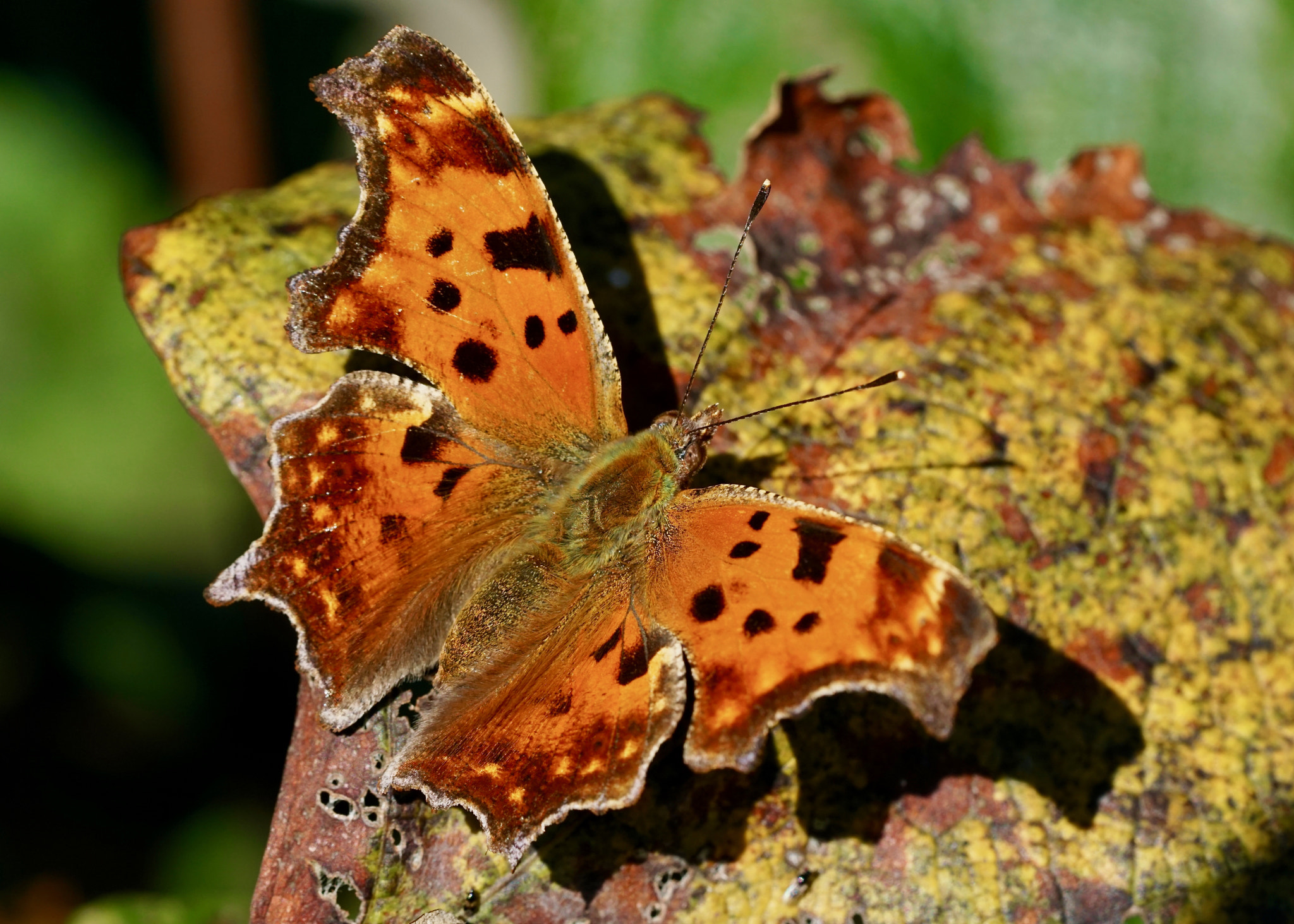 Sony a6000 sample photo. Eastern comma on grape leaf photography