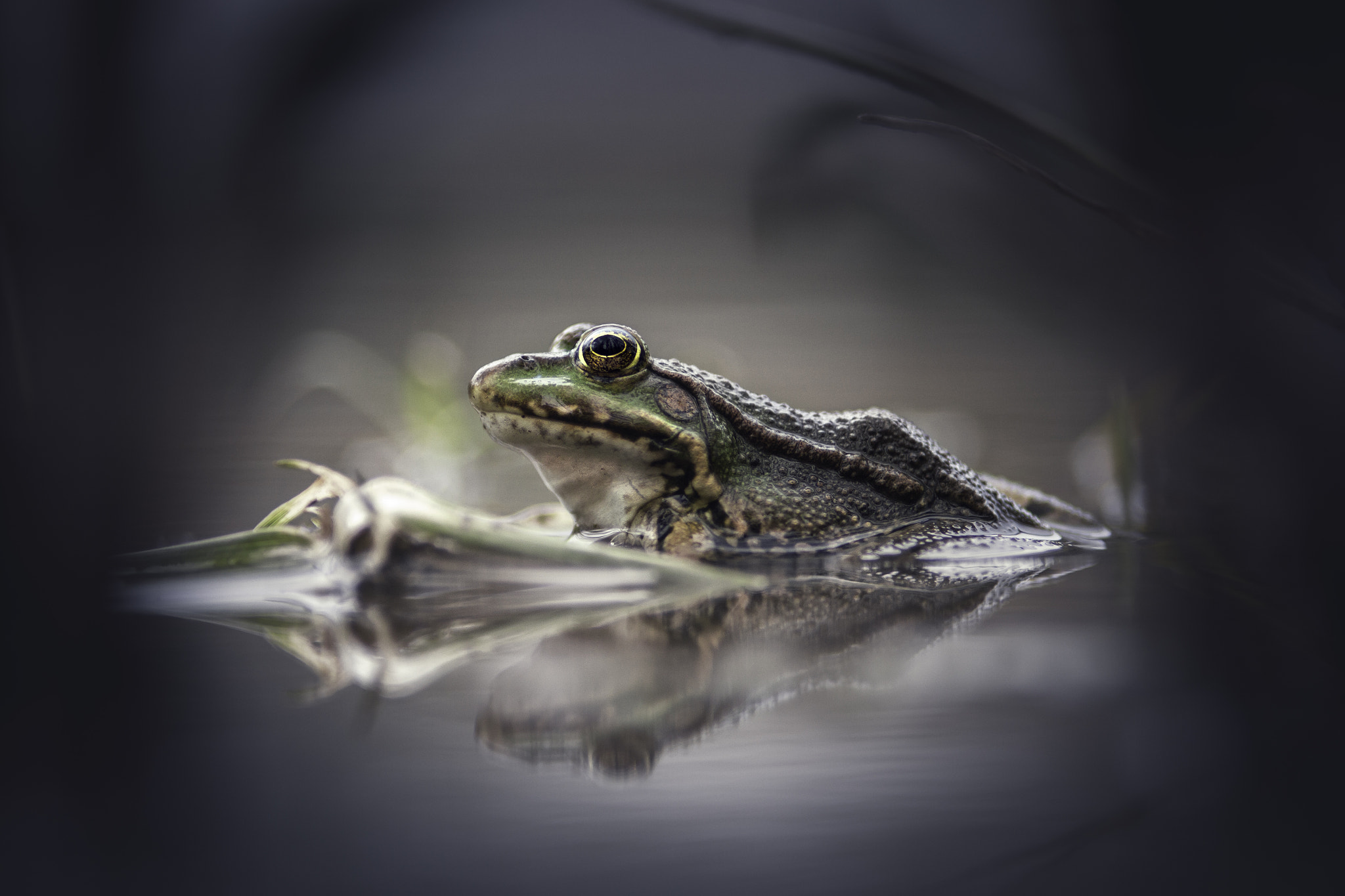 Canon EF 200mm F2.8L II USM sample photo. Water frog photography