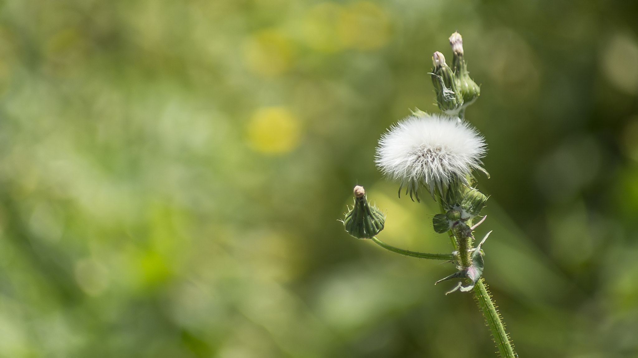 Minolta AF 70-210mm F4.5-5.6 [II] sample photo. Planta photography