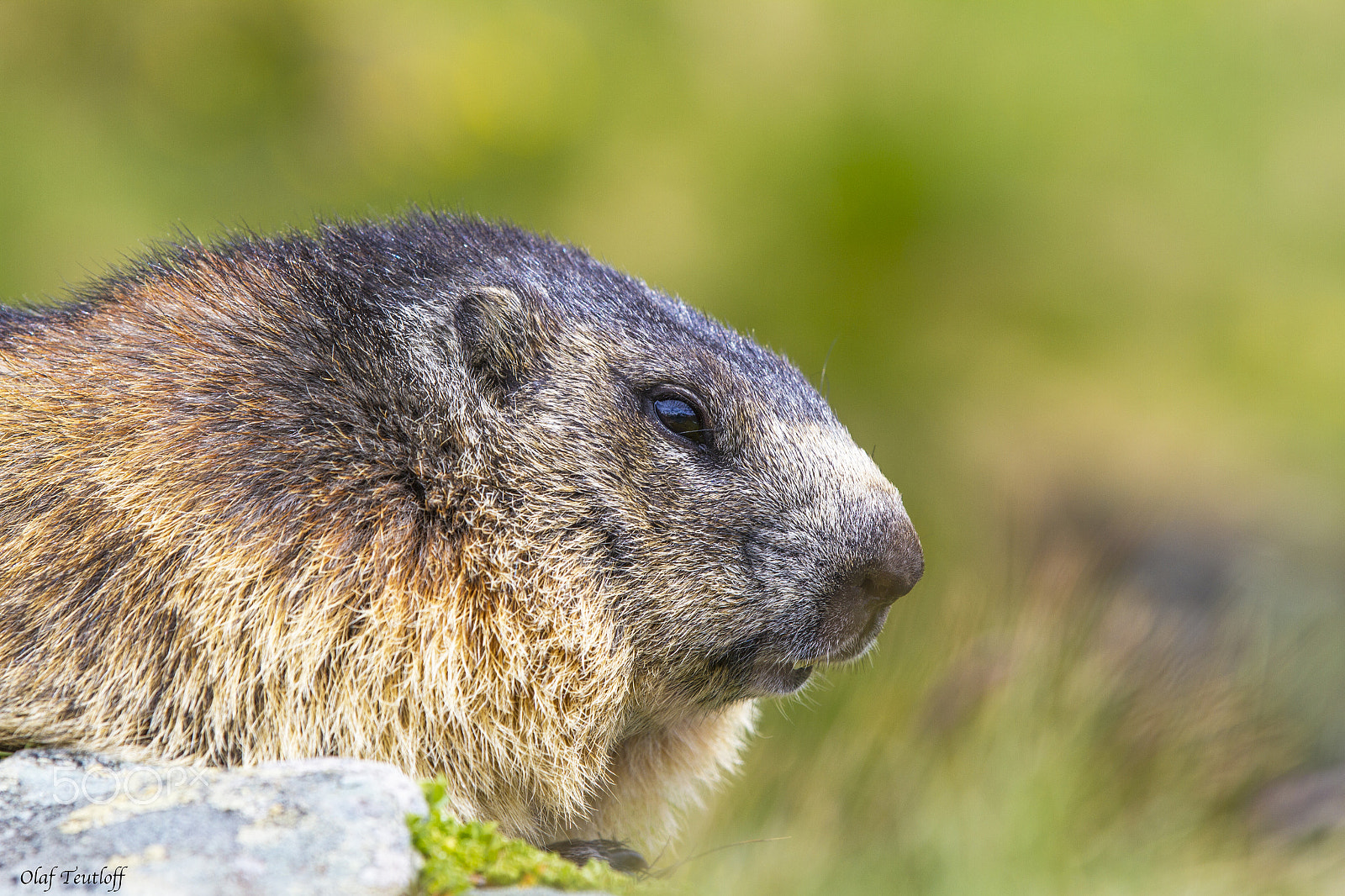 Canon EF 70-200mm F2.8L IS II USM sample photo. Marmot, adult animals photography
