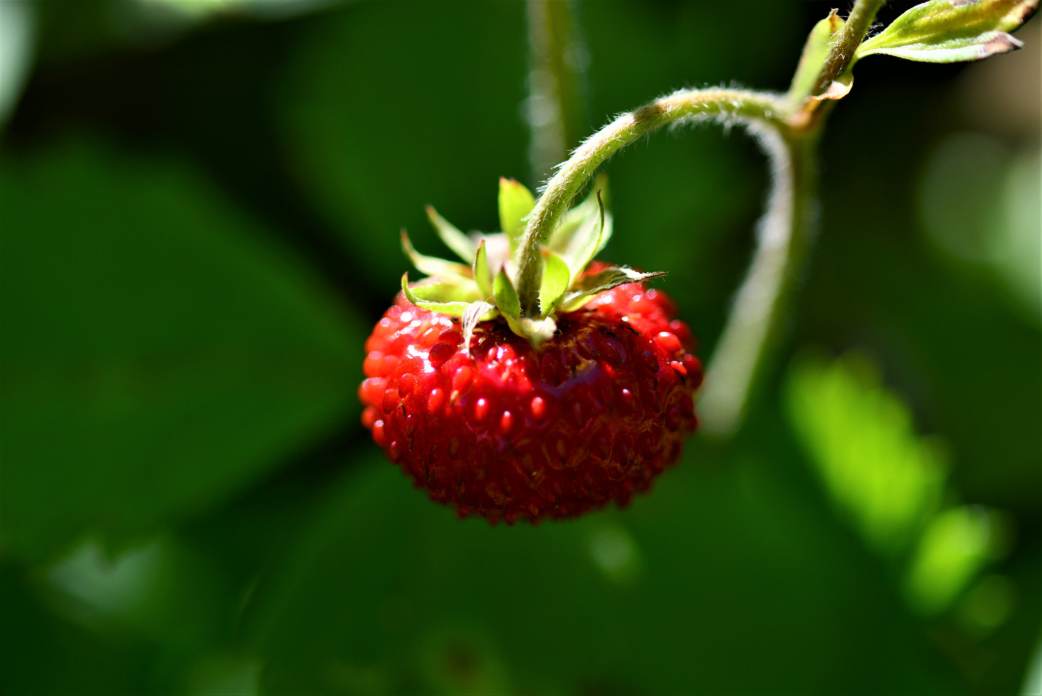 Sigma 105mm F2.8 EX DG OS HSM sample photo. B photography