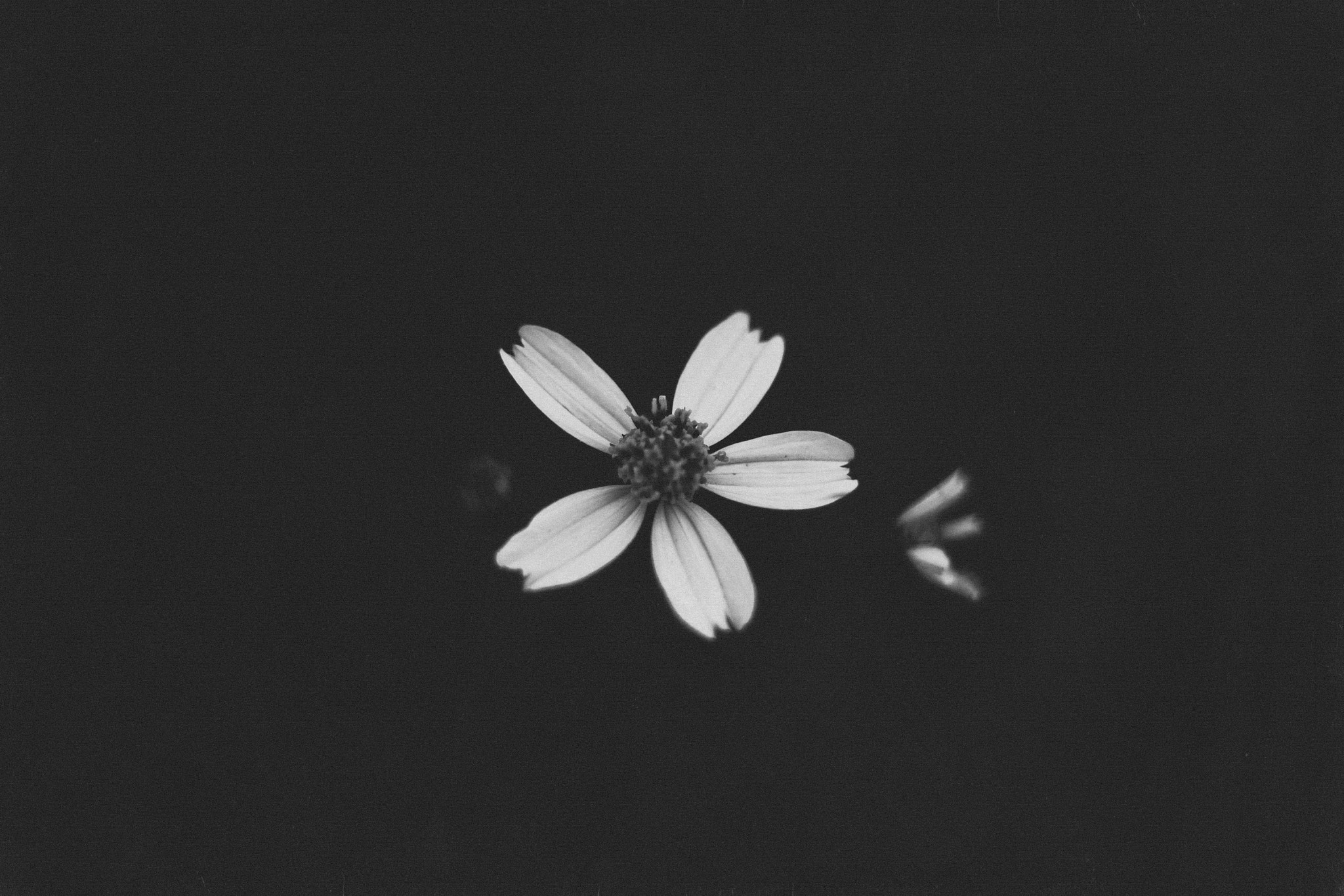 Canon EOS 50D + Canon EF 50mm F1.8 STM sample photo. Xuyenchi flower ( bidens pilosa ) photography
