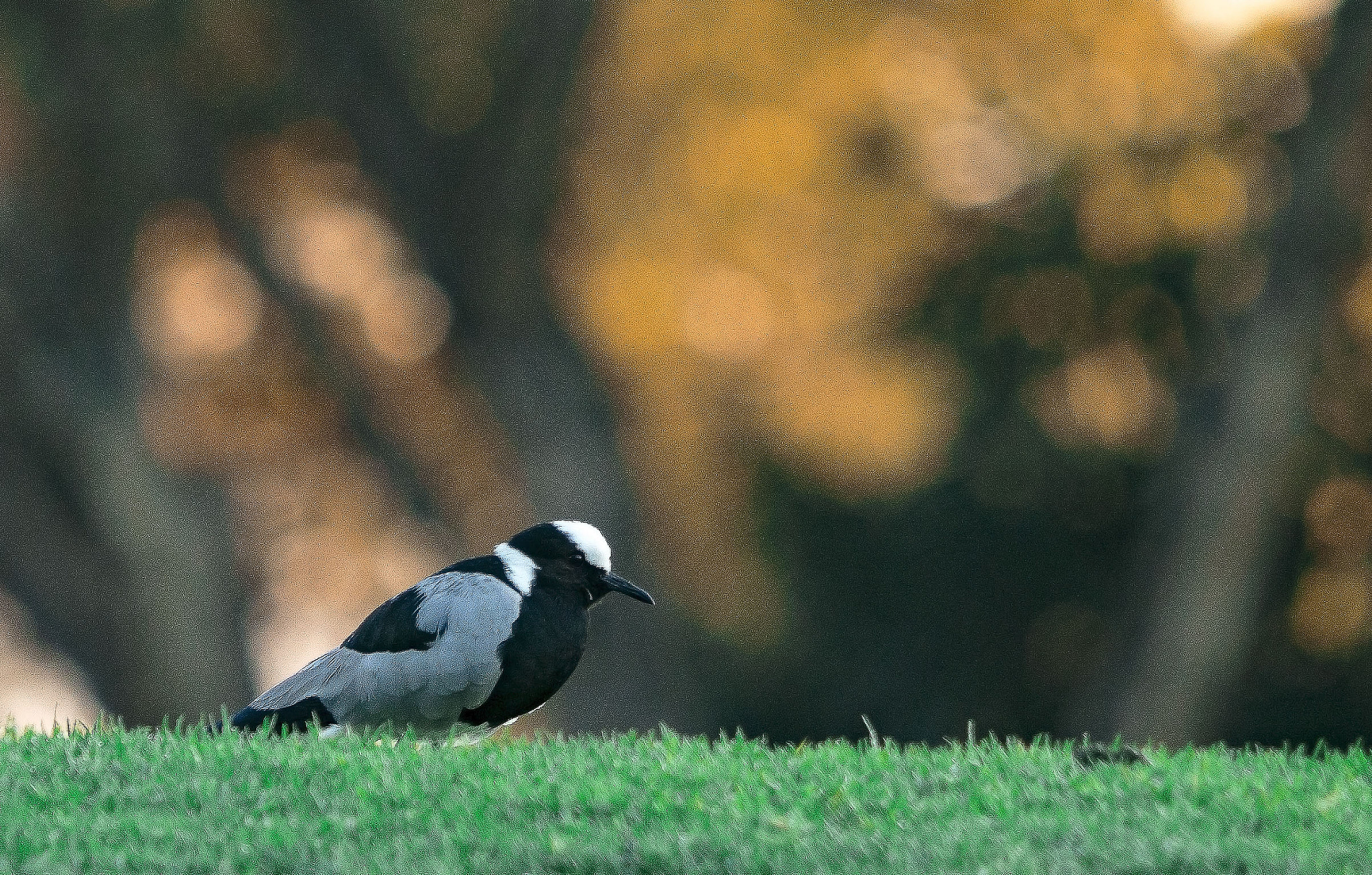 Sigma 150-500mm F5-6.3 DG OS HSM sample photo. Lapwing photography