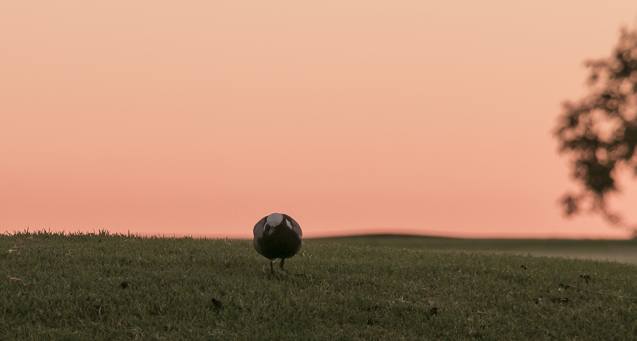 Sigma 150-500mm F5-6.3 DG OS HSM sample photo. Dawn photography