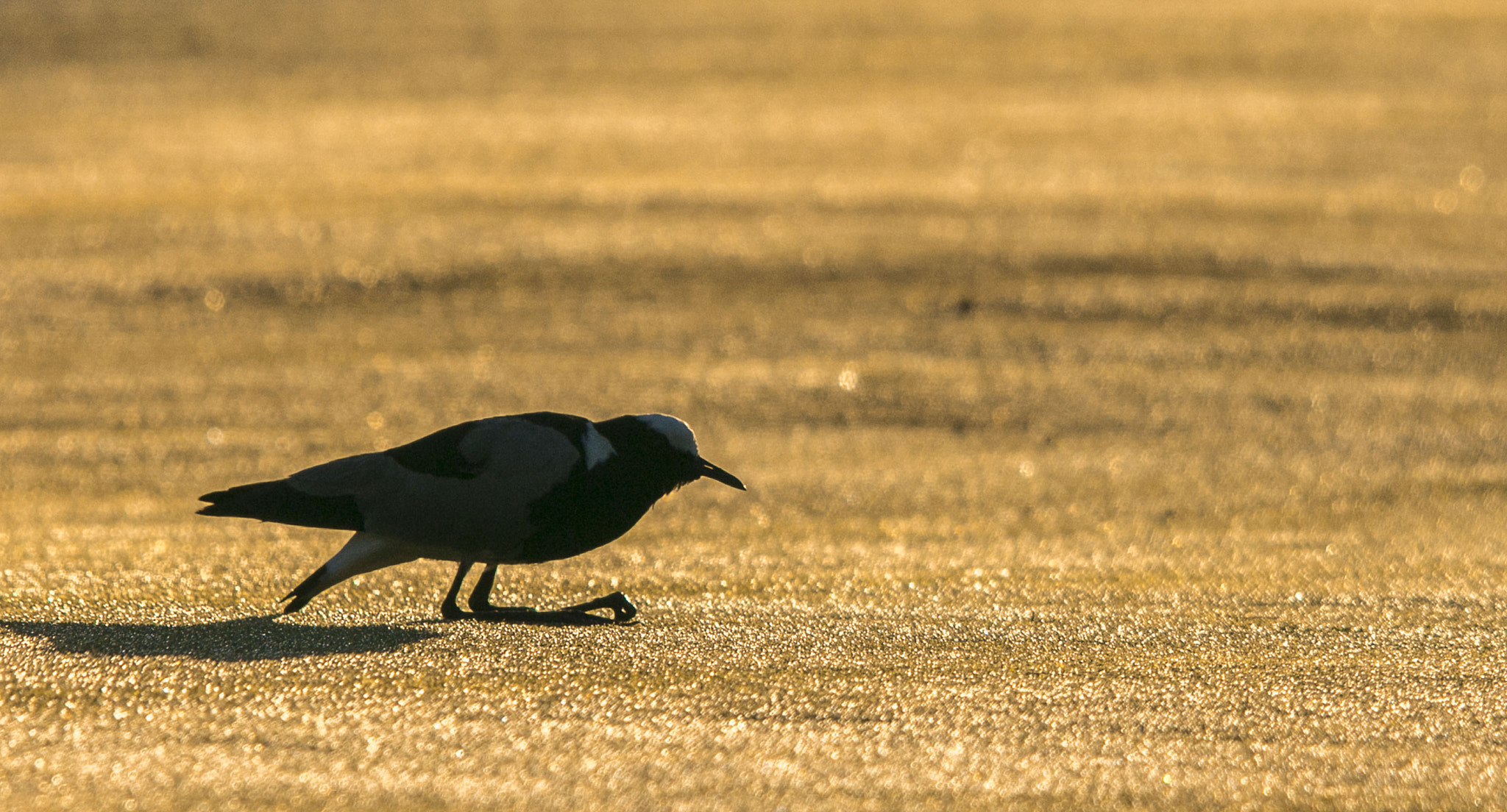 Sigma 150-500mm F5-6.3 DG OS HSM sample photo. Golden hour  lapwing photography