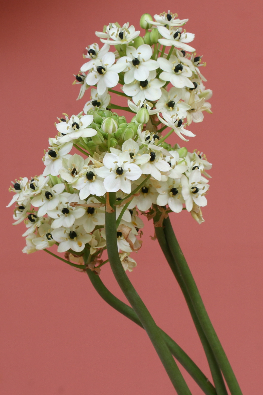 Canon EOS 7D sample photo. A bundle of white flowers photography