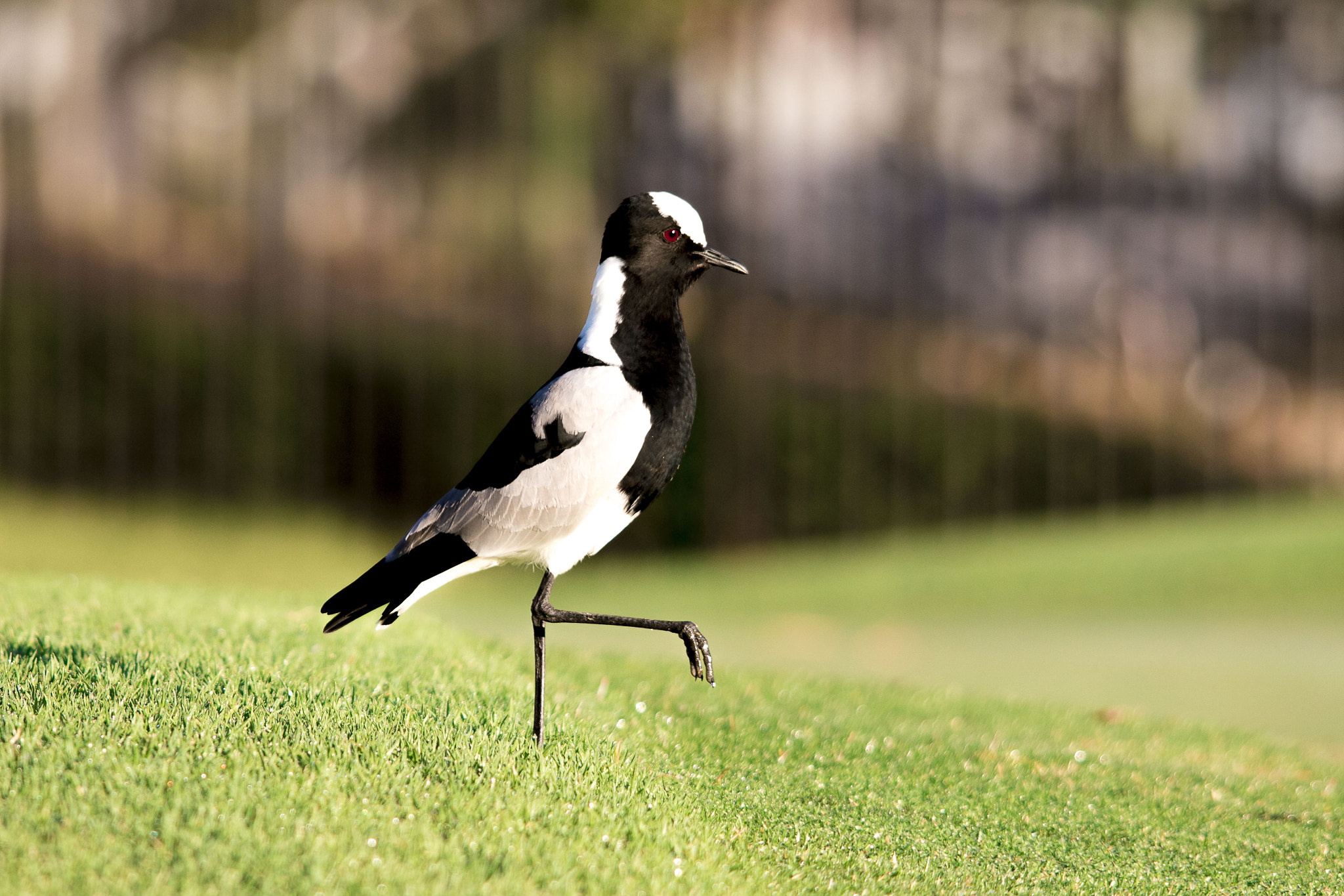 Sigma 150-500mm F5-6.3 DG OS HSM sample photo. Marching laping photography