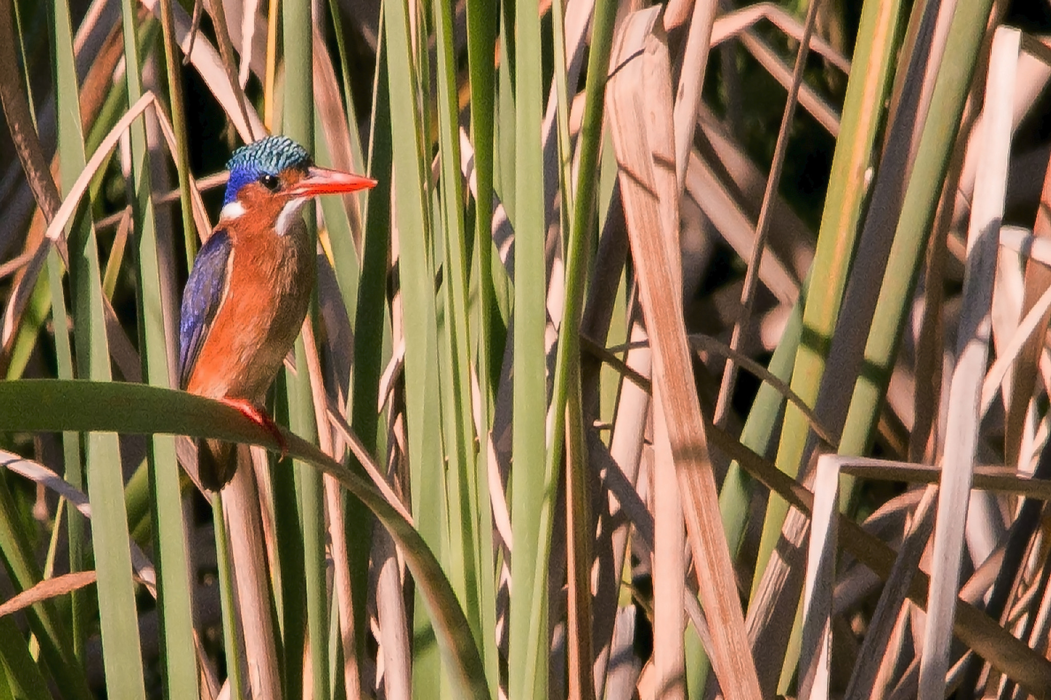 Sigma 150-500mm F5-6.3 DG OS HSM sample photo. Fingfisher photography