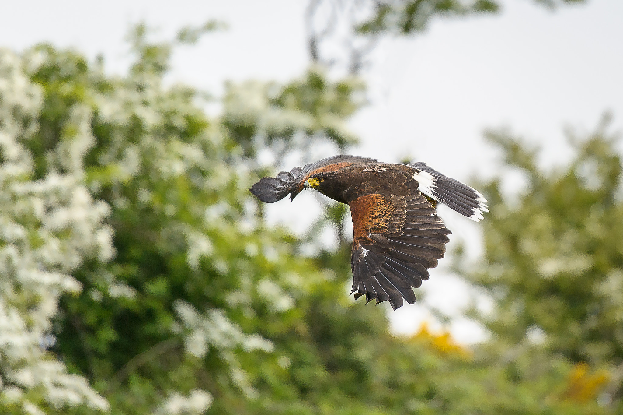 Nikon D3S + Nikon AF-S Nikkor 70-200mm F2.8G ED VR II sample photo. Harris's hawk photography