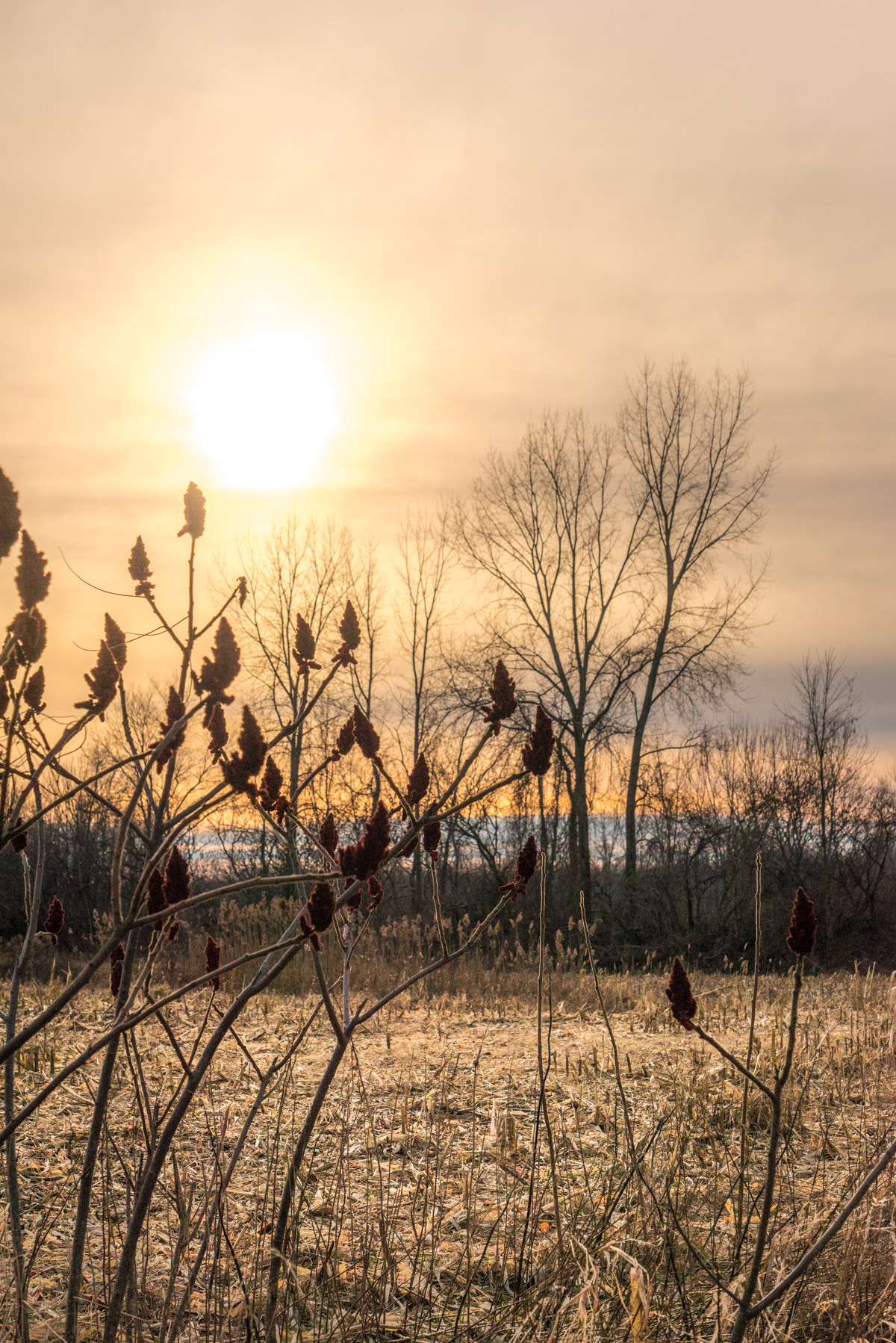 Sony a7R + Sony Vario Tessar T* FE 24-70mm F4 ZA OSS sample photo. Sun... photography