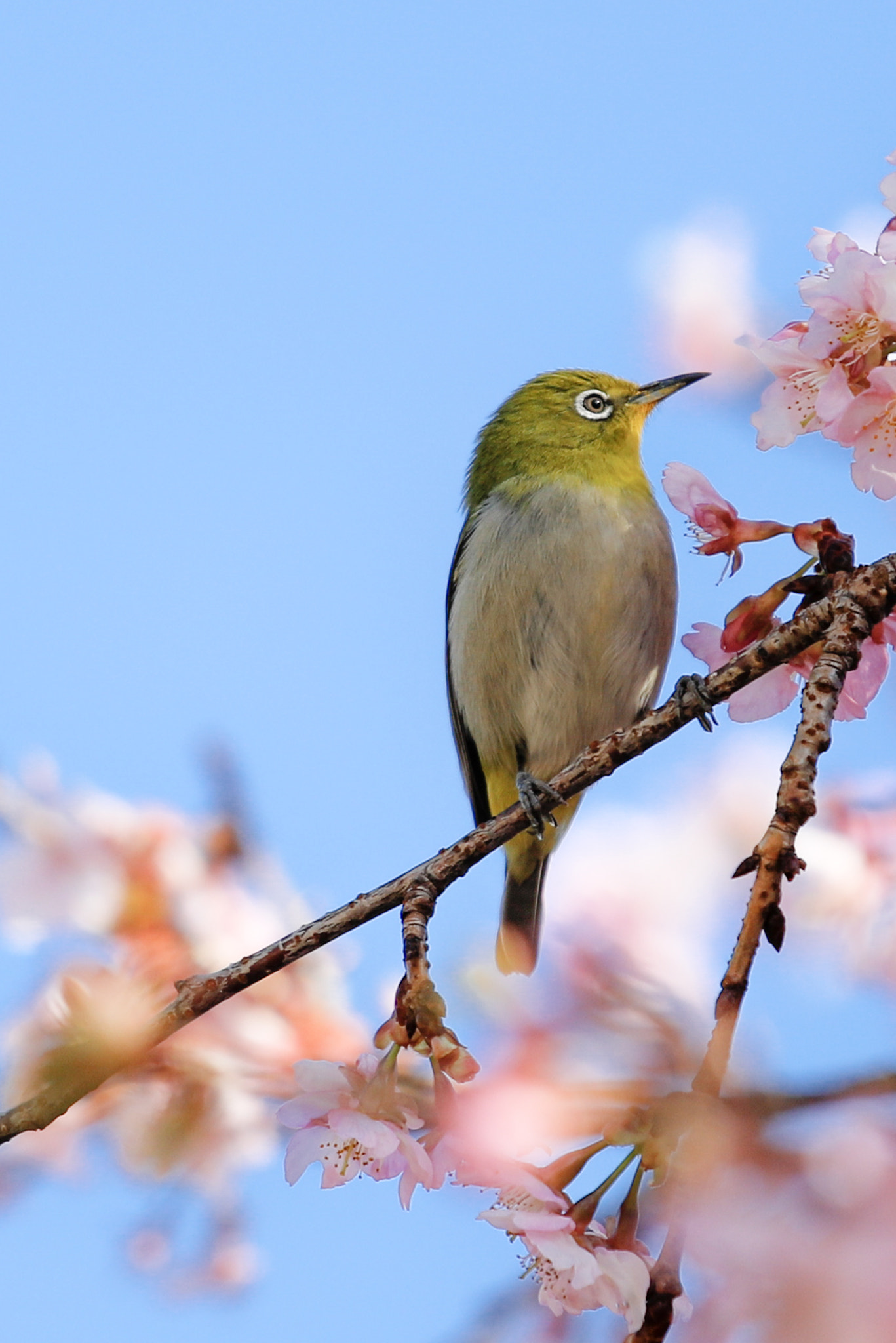 Canon EF 70-200mm F4L IS USM sample photo. White-eye photography