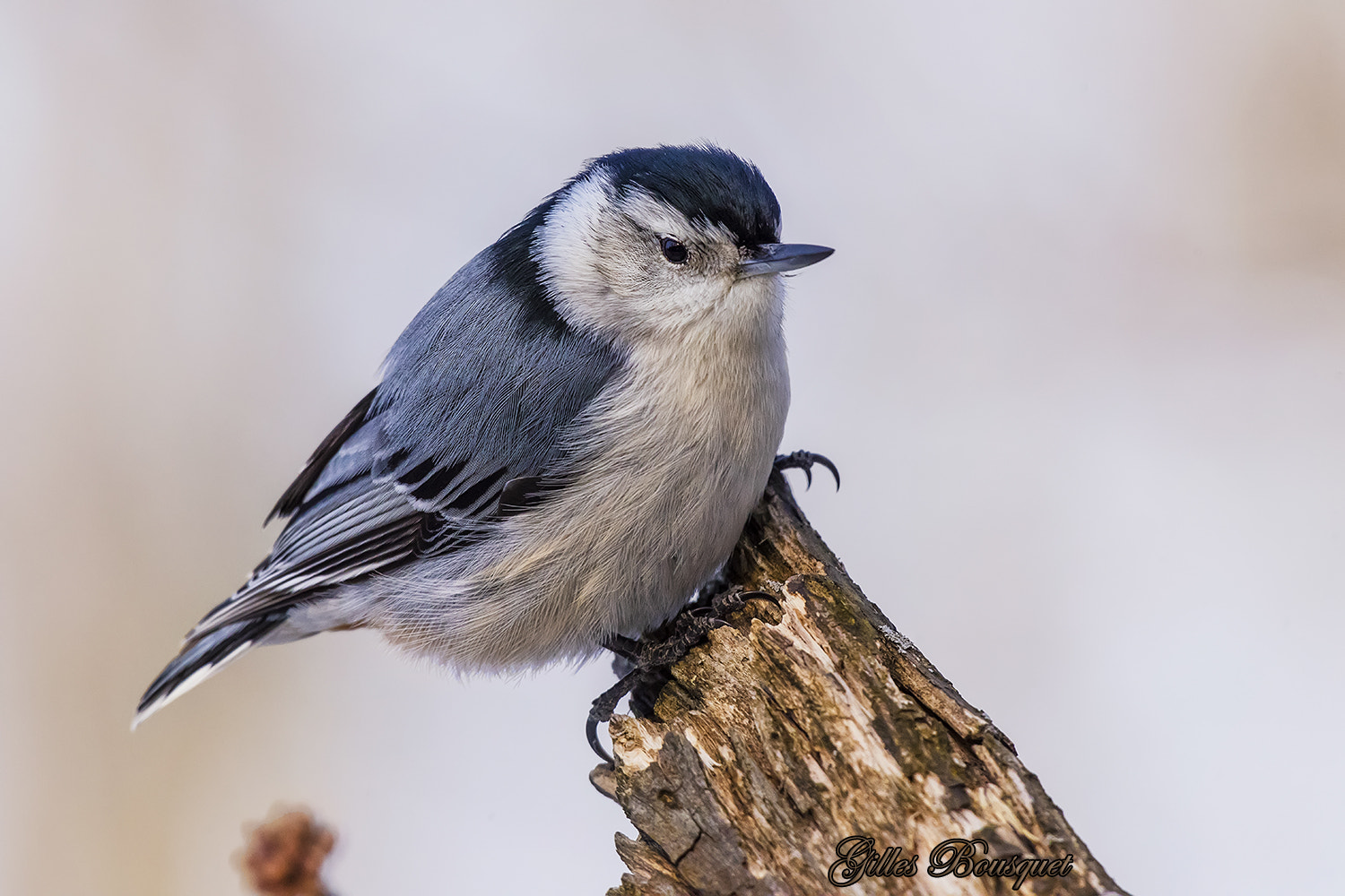 Nikon D810 sample photo. Sittelle à poitrine blanche_white-breasted nuthatch photography