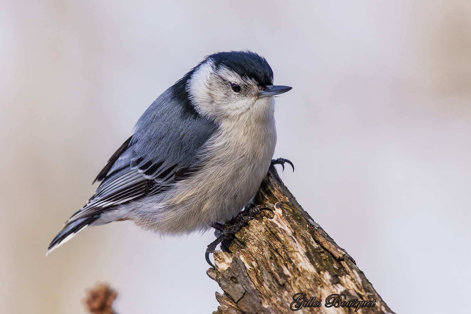 Nikon AF-S Nikkor 400mm F2.8G ED VR II sample photo. Sittelle à poitrine blanche_white-breasted nuthatch photography