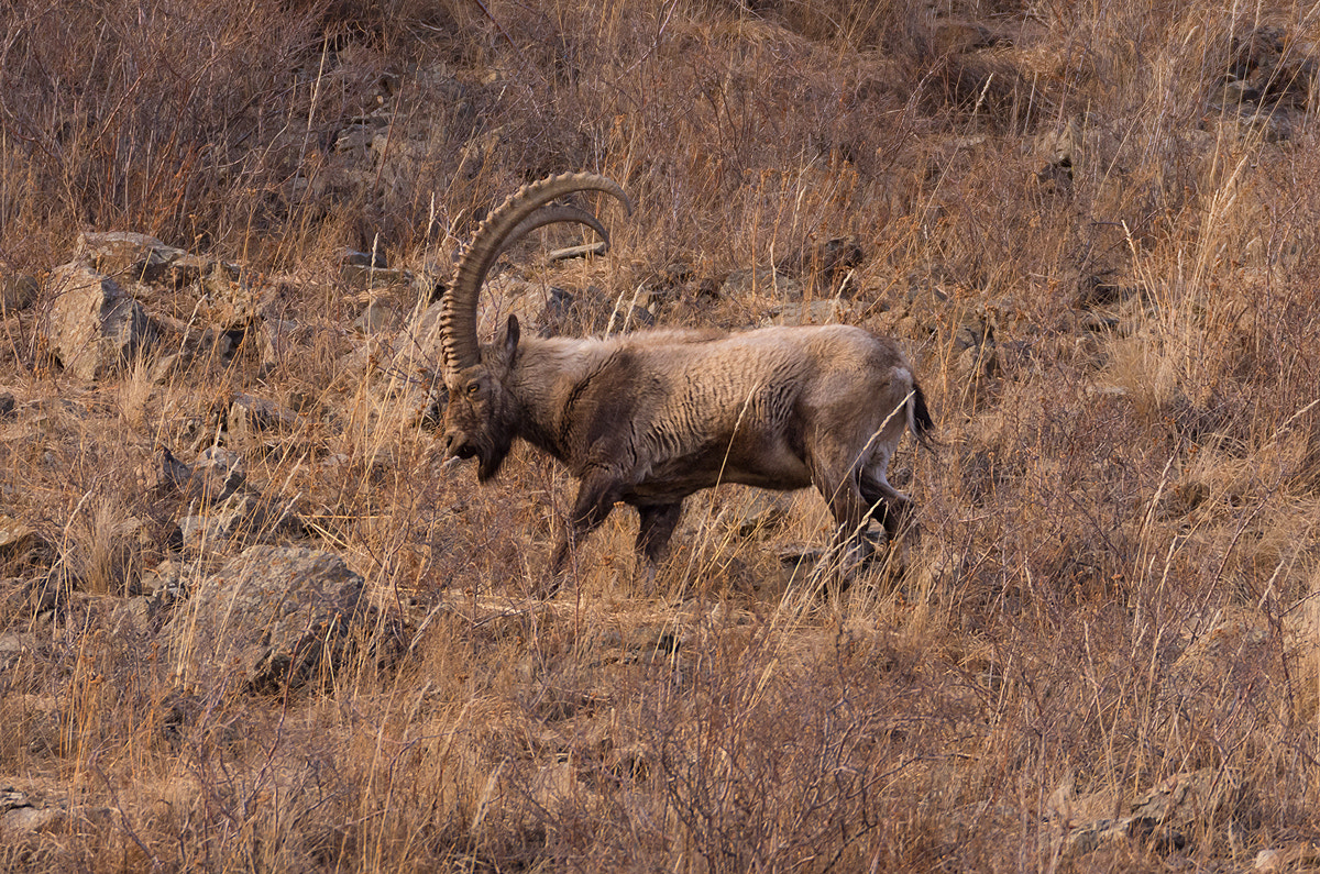 Nikon D7200 sample photo. Elk photography