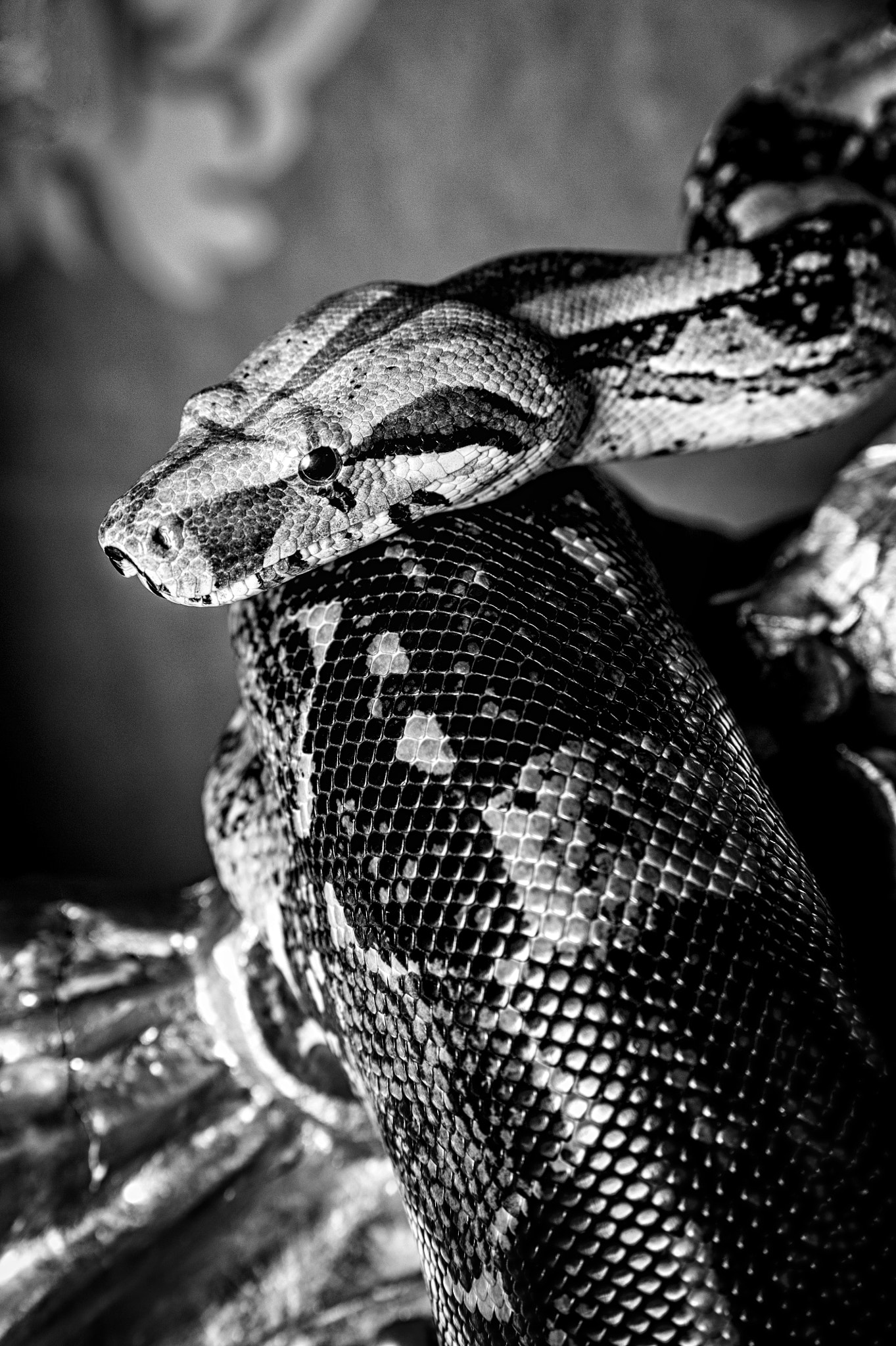 Nikon D700 sample photo. Boa constrictor photography