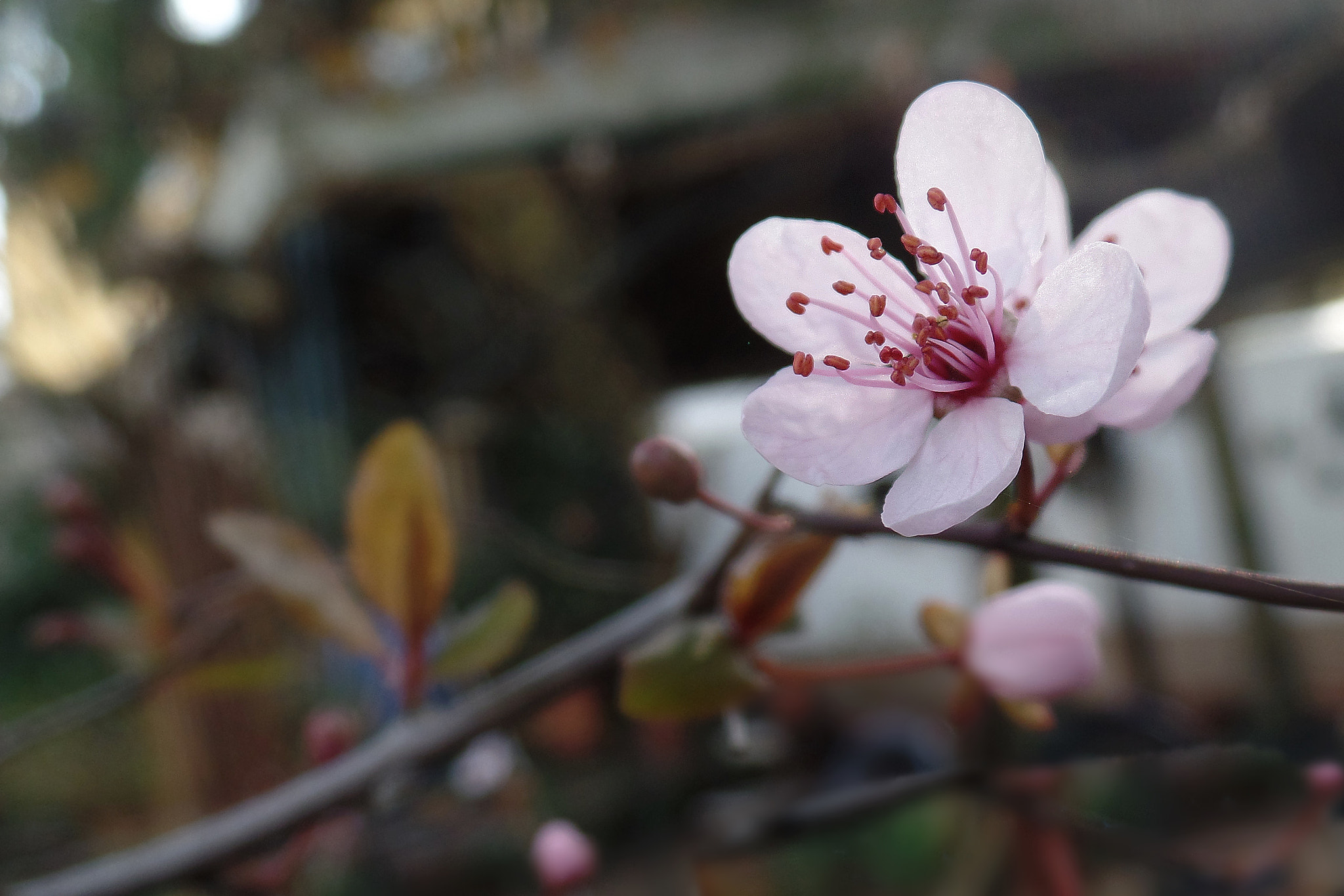 Samsung WB350F/WB351F/WB352F sample photo. -- ✿ photography