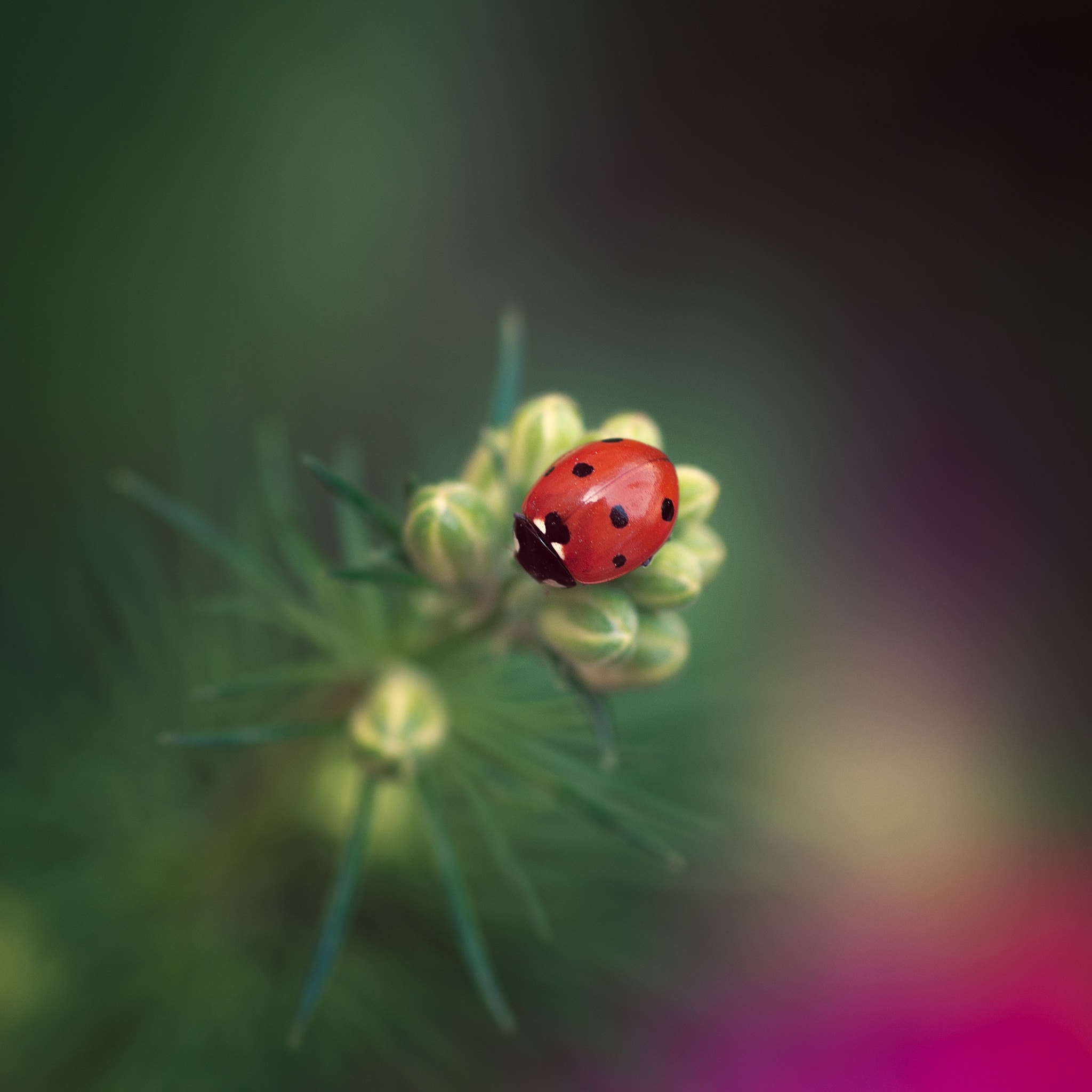 Pentax K-5 IIs sample photo. Ladybug photography