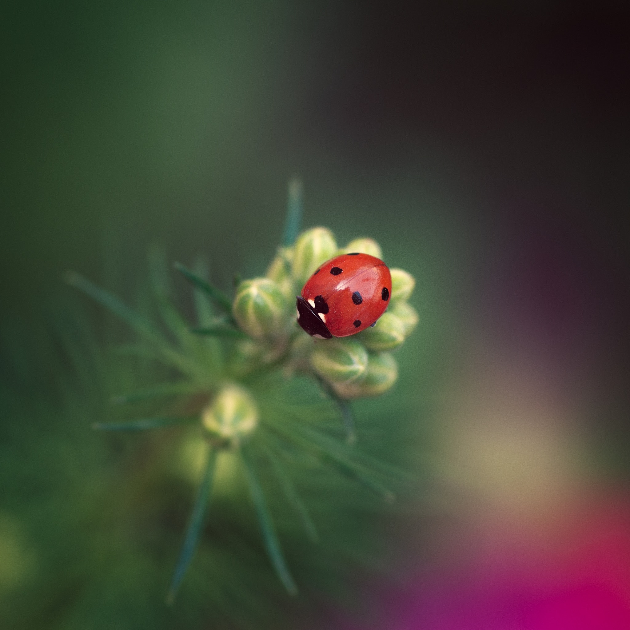 Pentax K-5 IIs + Pentax smc D-FA 100mm F2.8 Macro WR sample photo. Ladybug photography