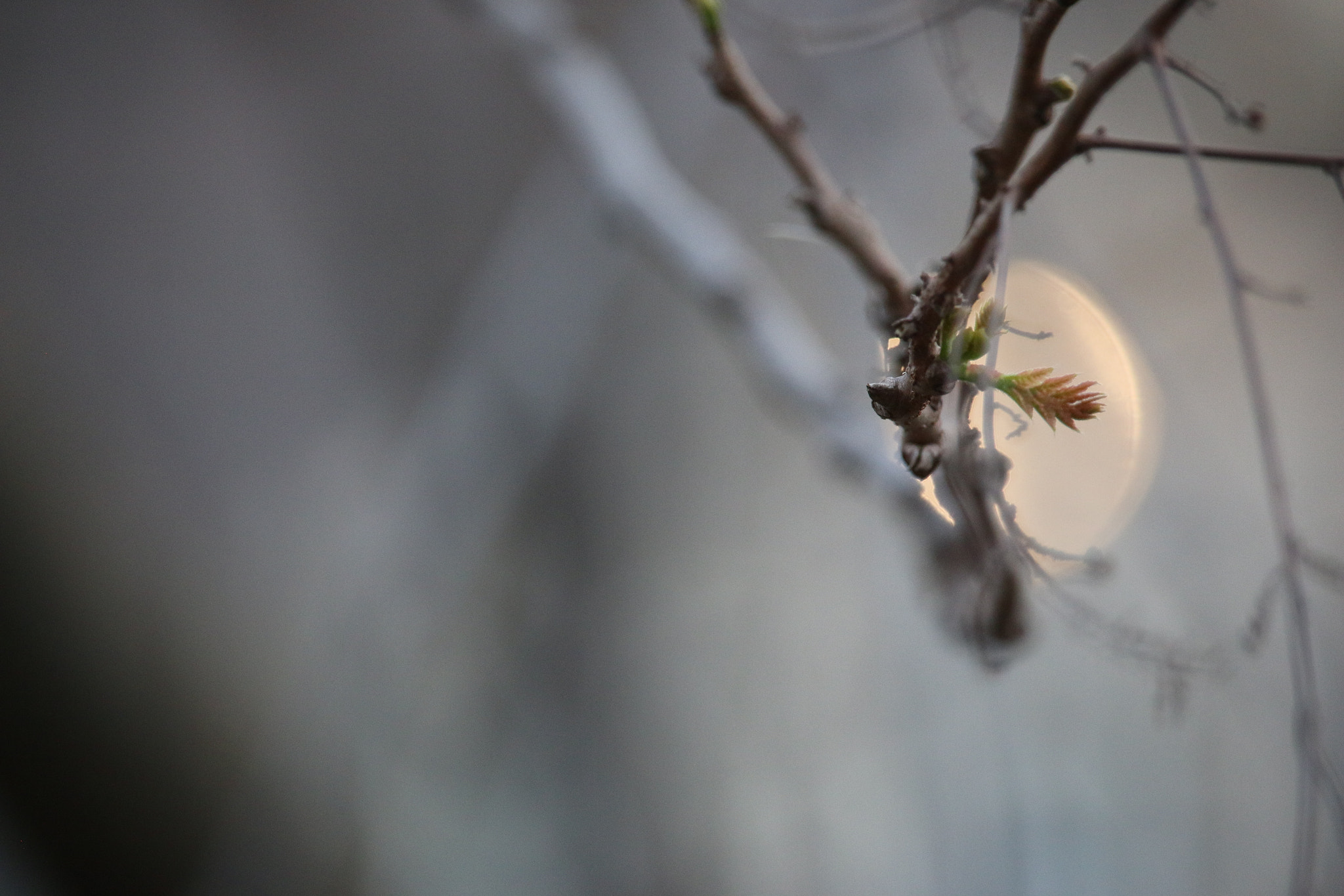 Canon EF-S 55-250mm F4-5.6 IS STM sample photo. Shine photography