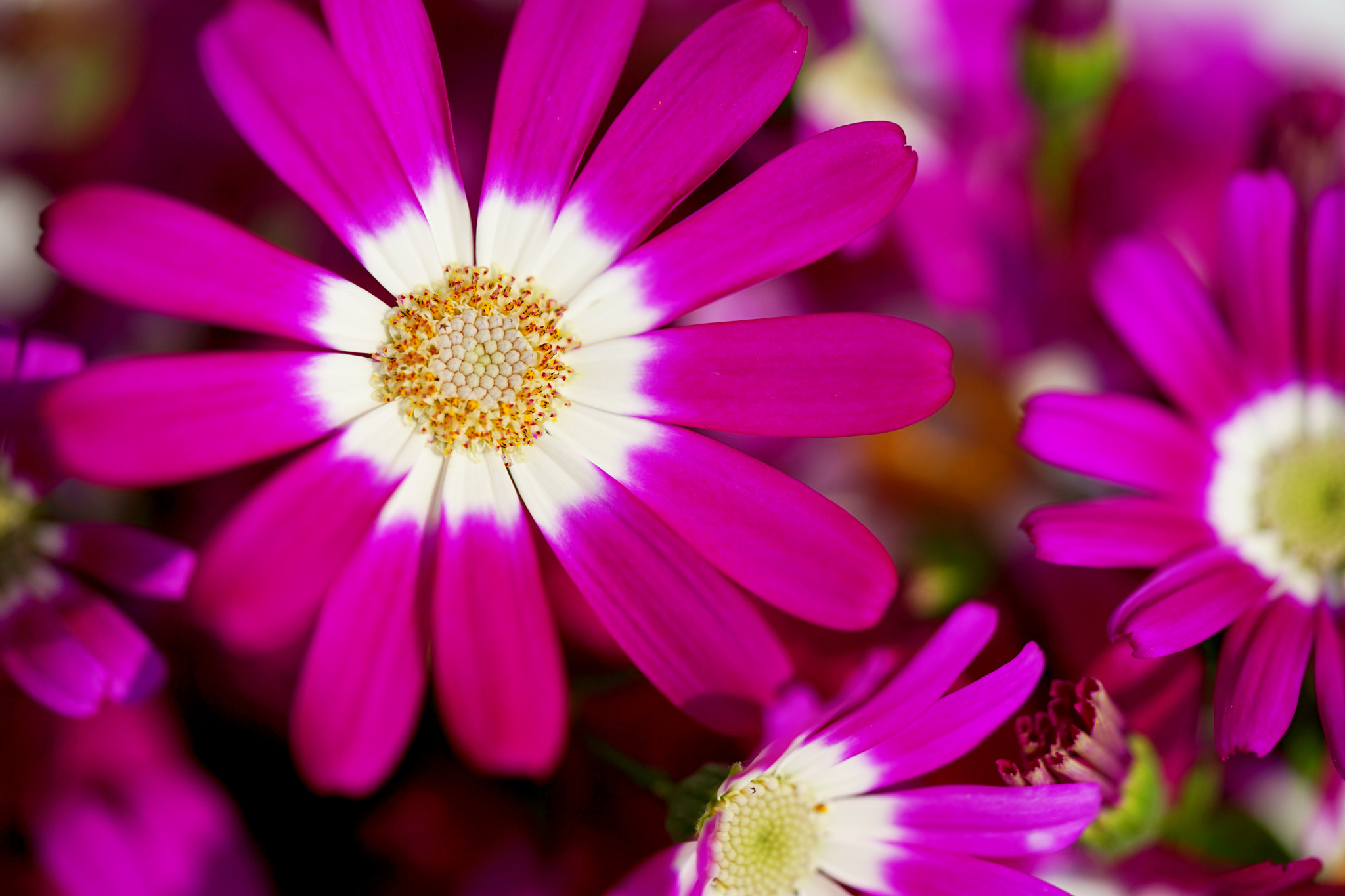 Sony a7 II + Sony FE 90mm F2.8 Macro G OSS sample photo. Florist's cineraria photography