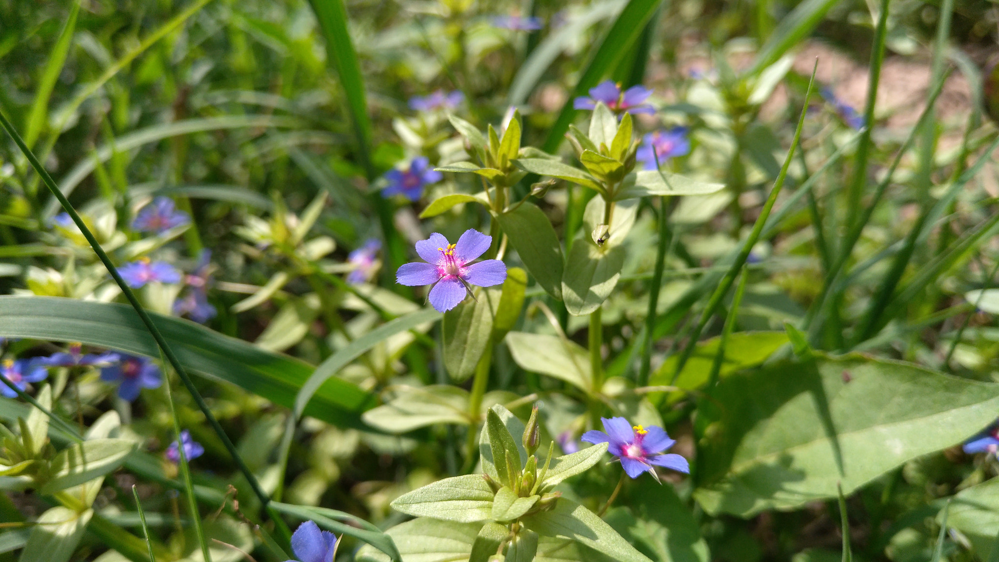 nubia Z11 MINI sample photo. Img_20170319_125558.jpg photography