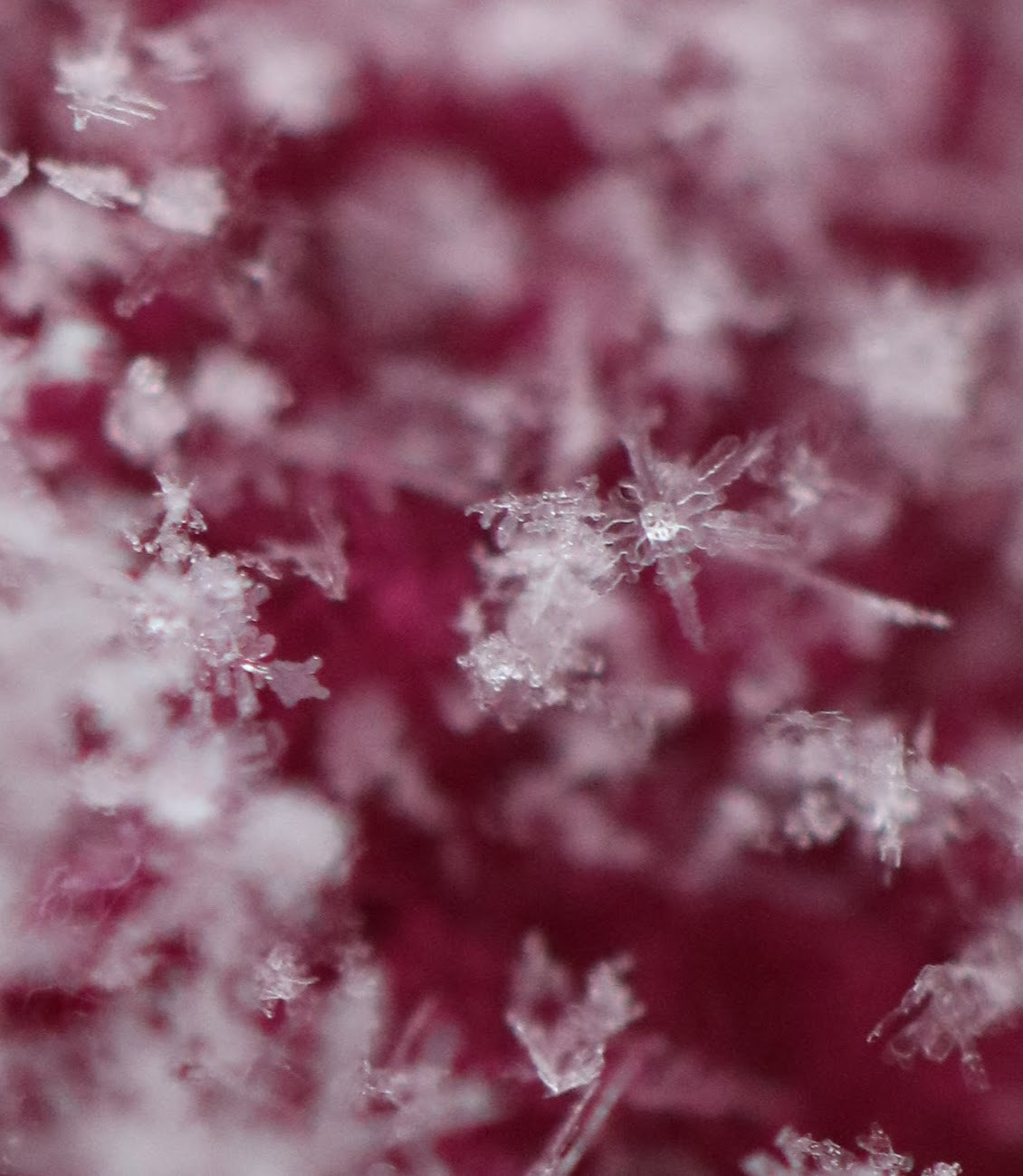Canon EF 100mm F2.8L Macro IS USM sample photo. Face on the snowflake photography
