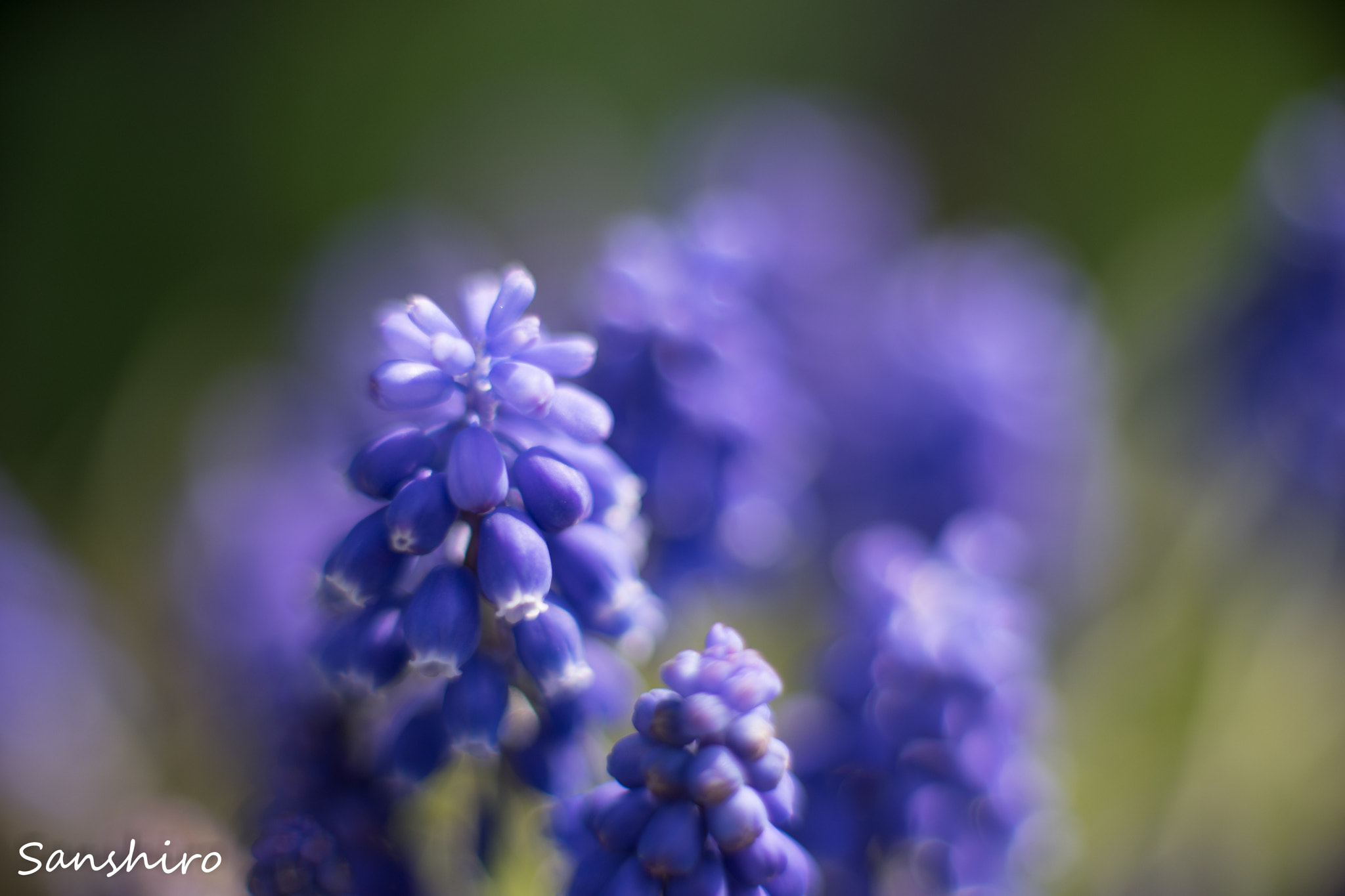 Sony a7 II sample photo. Untitled photography