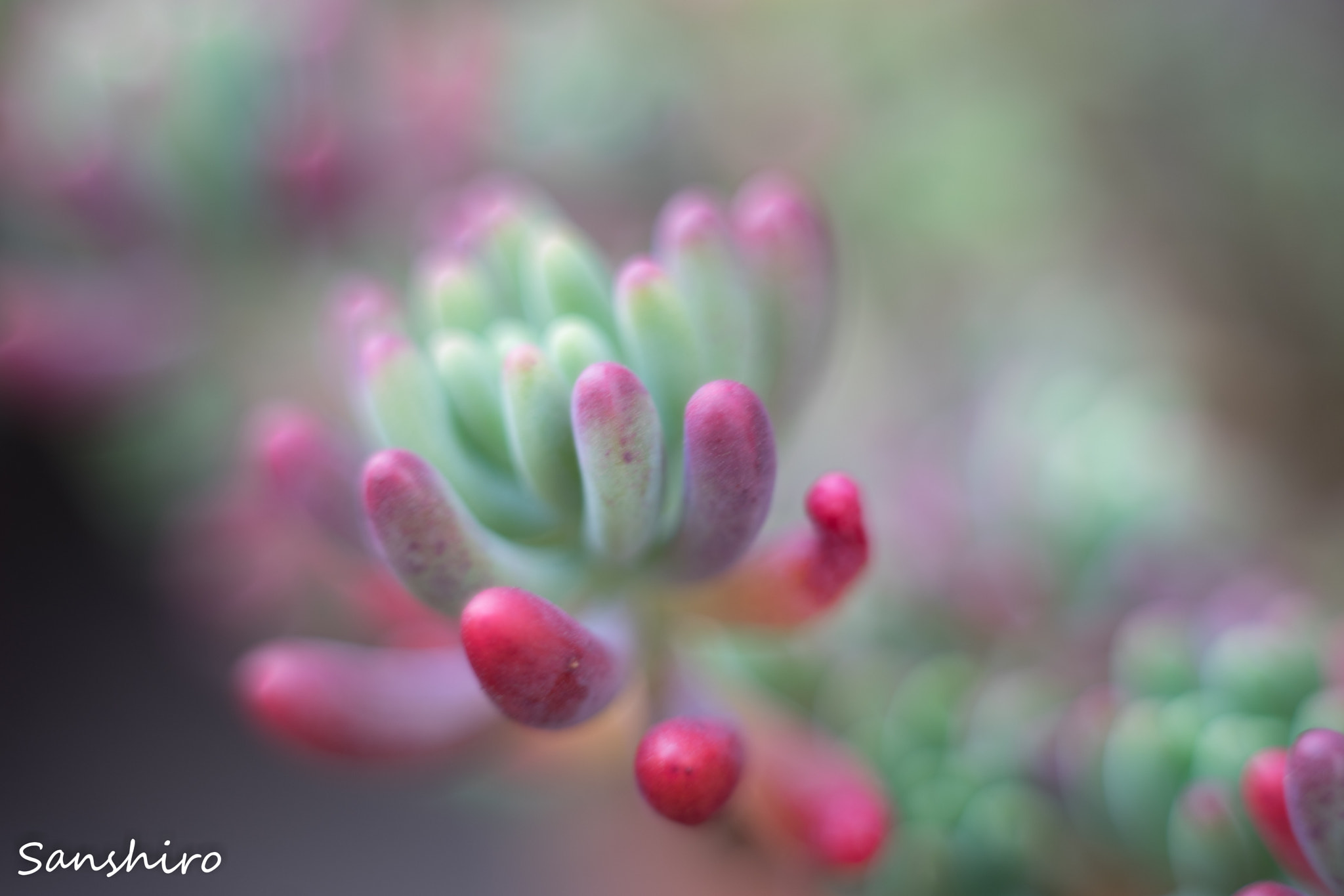 Sony a7 II sample photo. Untitled photography
