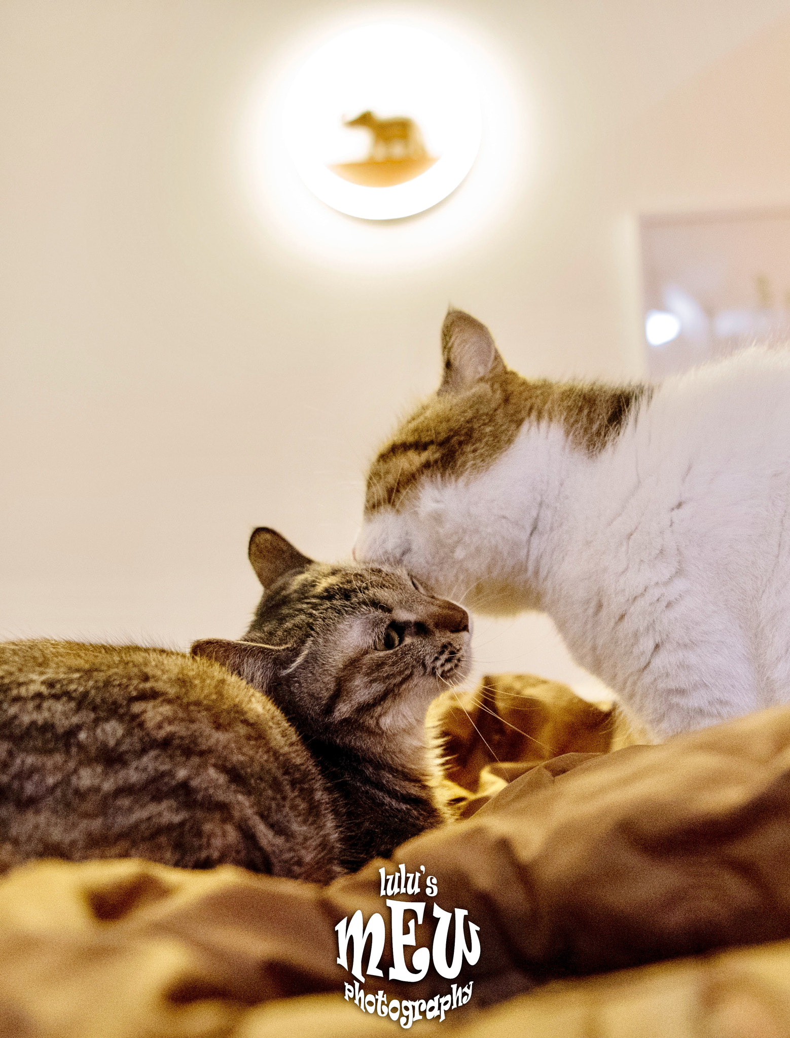Nikon AF-S Nikkor 24-70mm F2.8E ED VR sample photo. Fofo kisses his mom~ photography