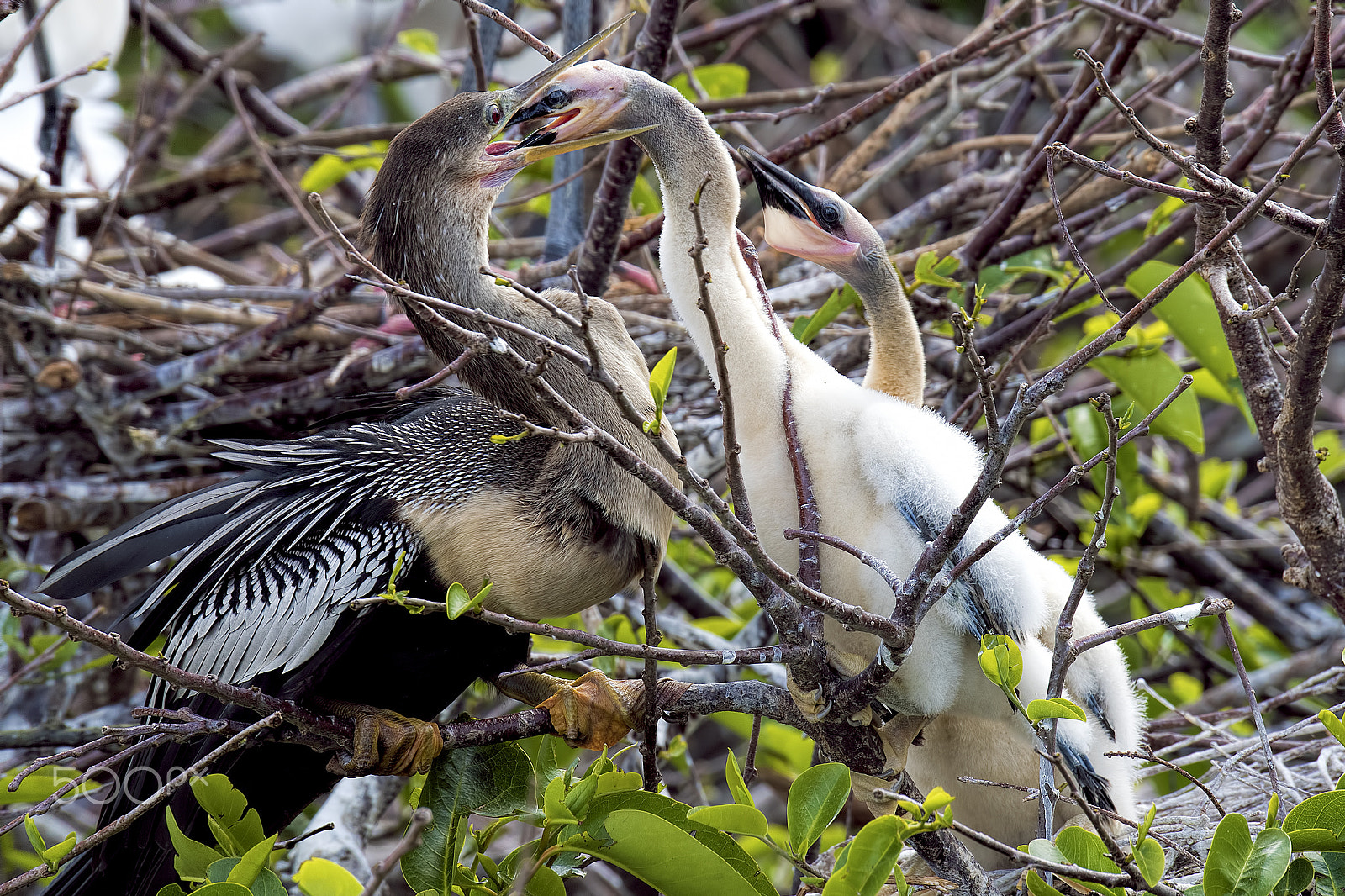 Nikon D810 sample photo. Feeding youngster photography