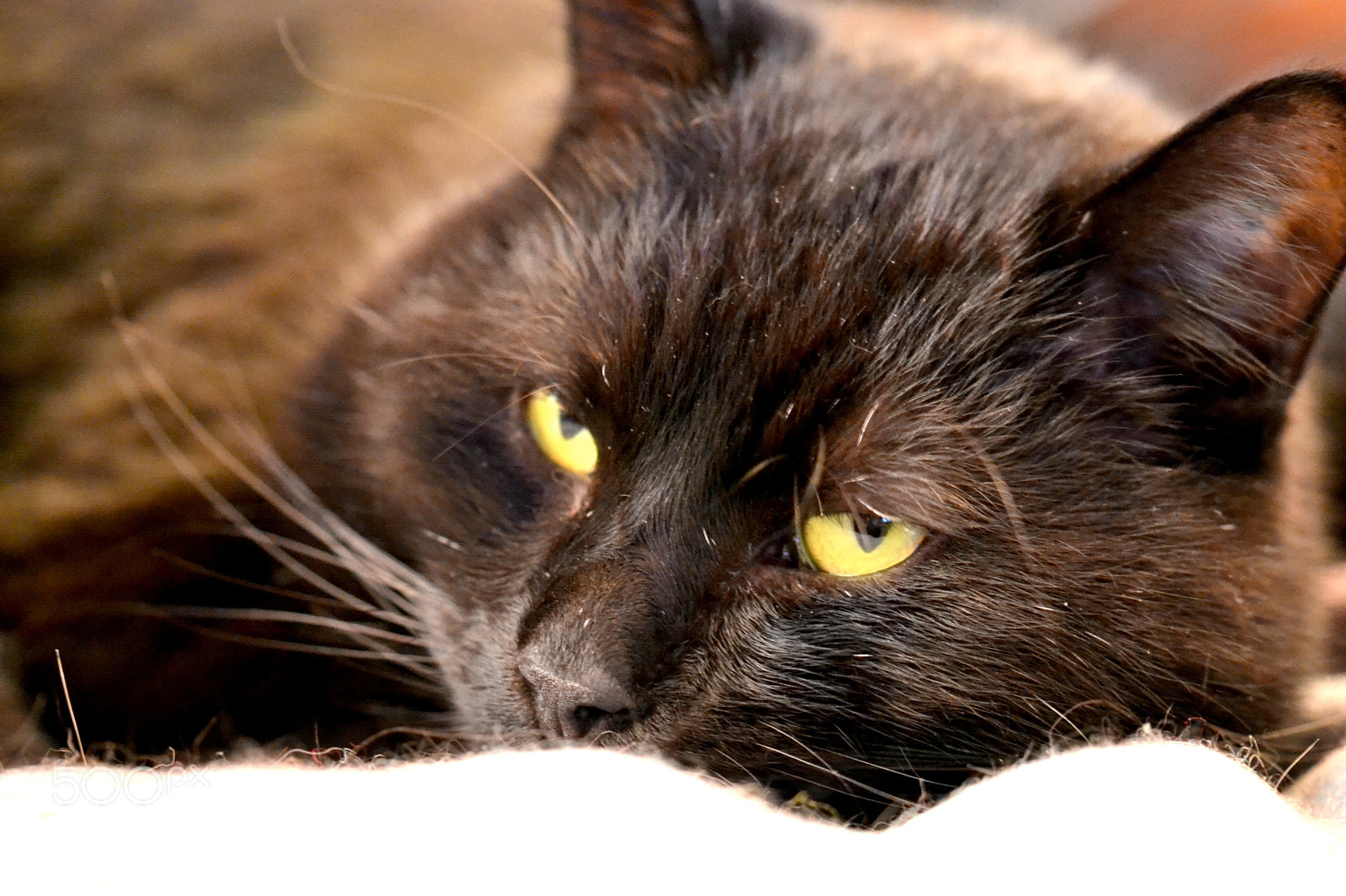 Sigma 105mm F2.8 EX DG OS HSM sample photo. Cat photography