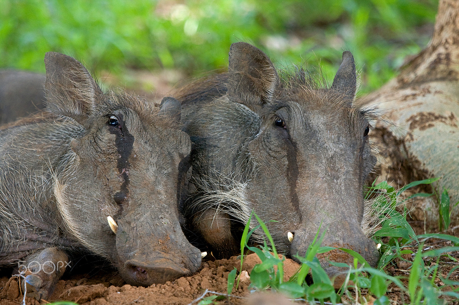 Canon EOS 40D sample photo. Warthogs resting photography
