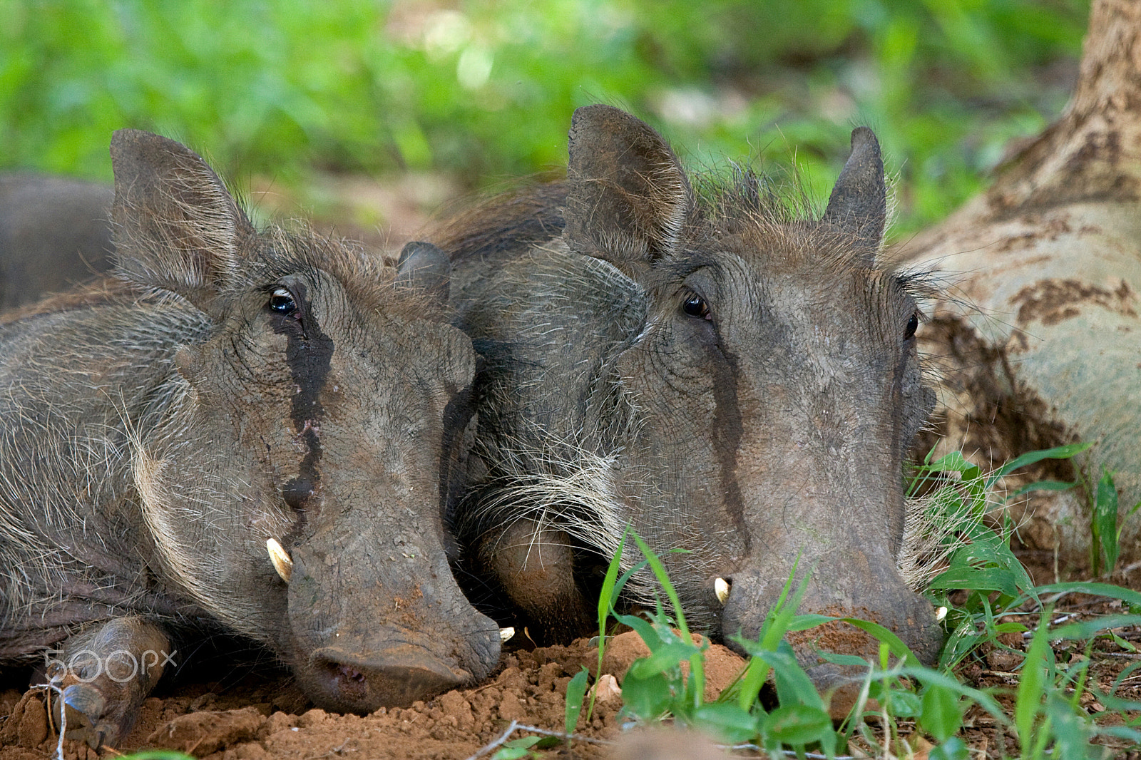 Canon EOS 40D + Canon EF 100-400mm F4.5-5.6L IS USM sample photo. Warthogs resting photography