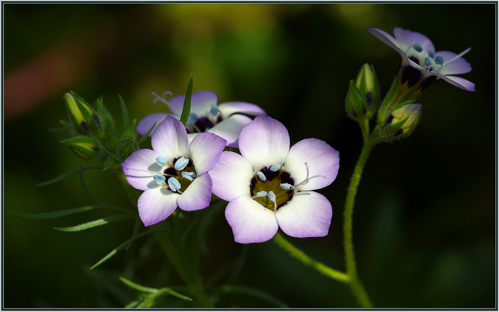 Nikon D750 sample photo. Hidden wildflowers photography