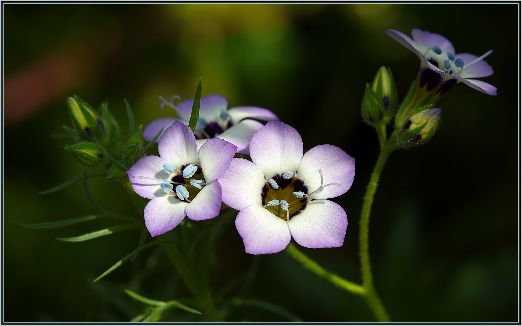 Sigma 105mm F2.8 EX DG OS HSM sample photo. Hidden wildflowers photography