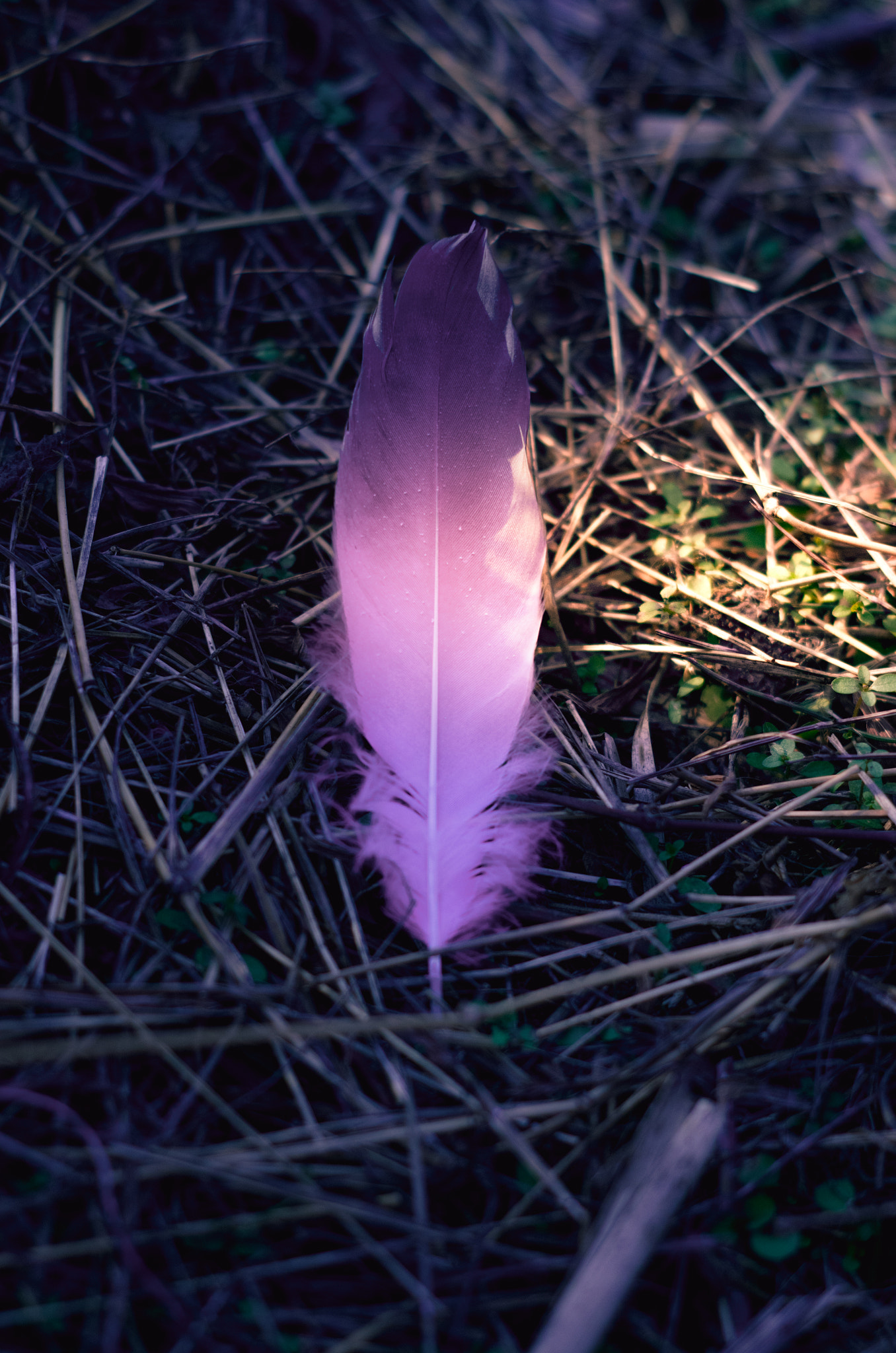 Pentax smc DA 50mm F1.8 sample photo. Igp photography