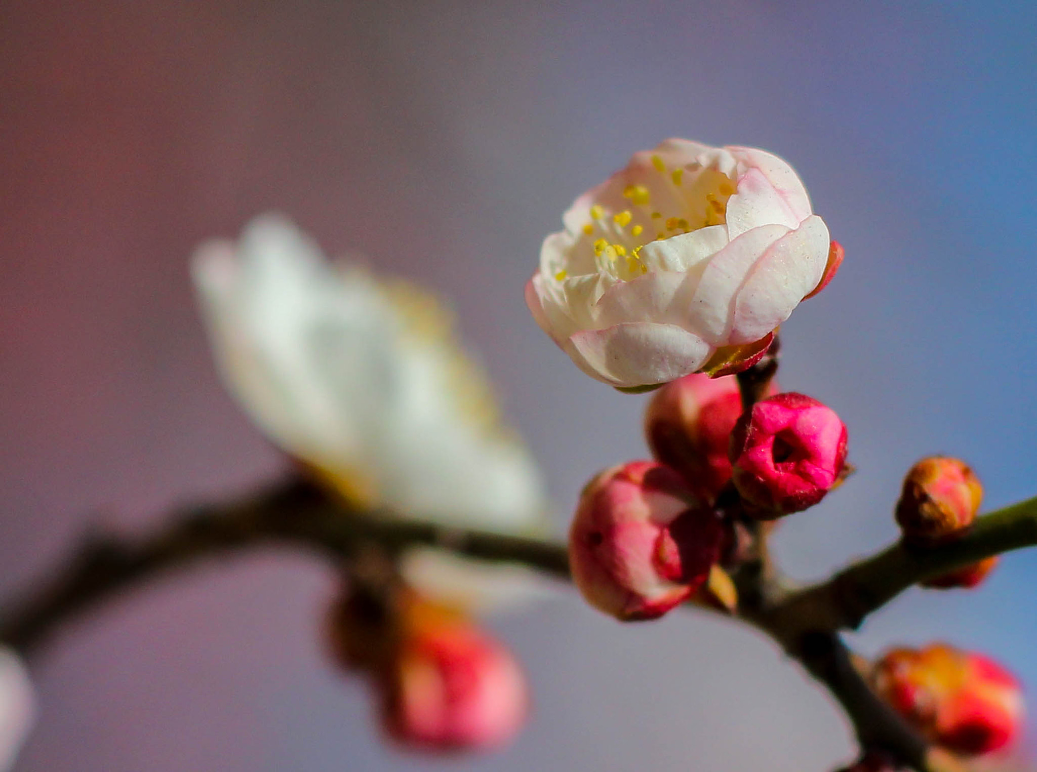 Canon EOS 600D (Rebel EOS T3i / EOS Kiss X5) sample photo. Plum blossom photography