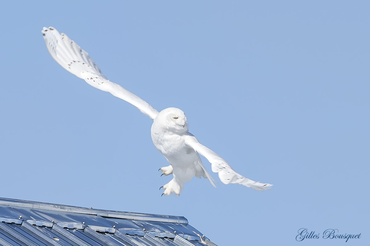 Nikon D810 + Nikon AF-S Nikkor 400mm F2.8G ED VR II sample photo. Harfang des neiges _mâle photography