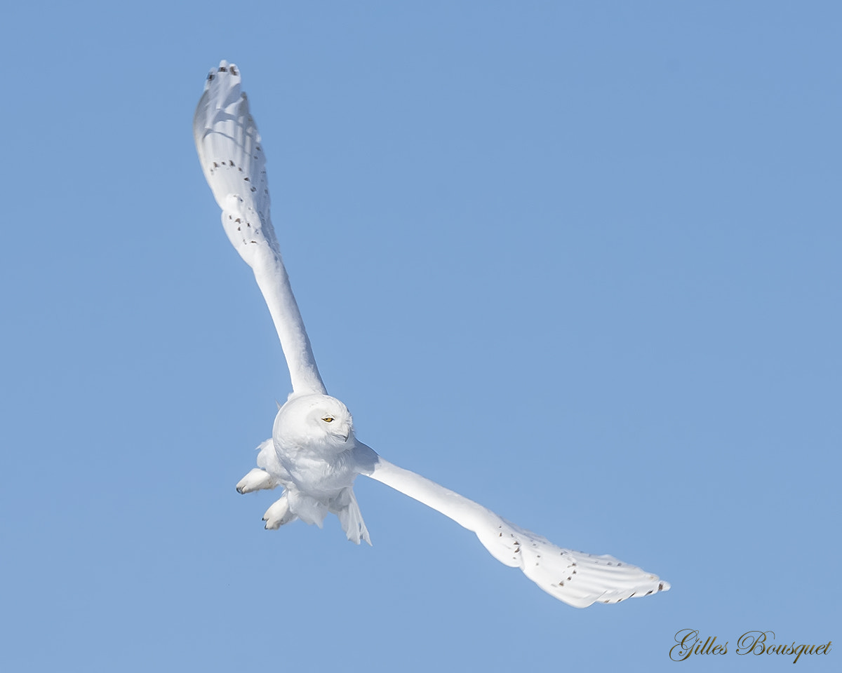 Nikon AF-S Nikkor 400mm F2.8G ED VR II sample photo. Harfang des neiges _mâle photography